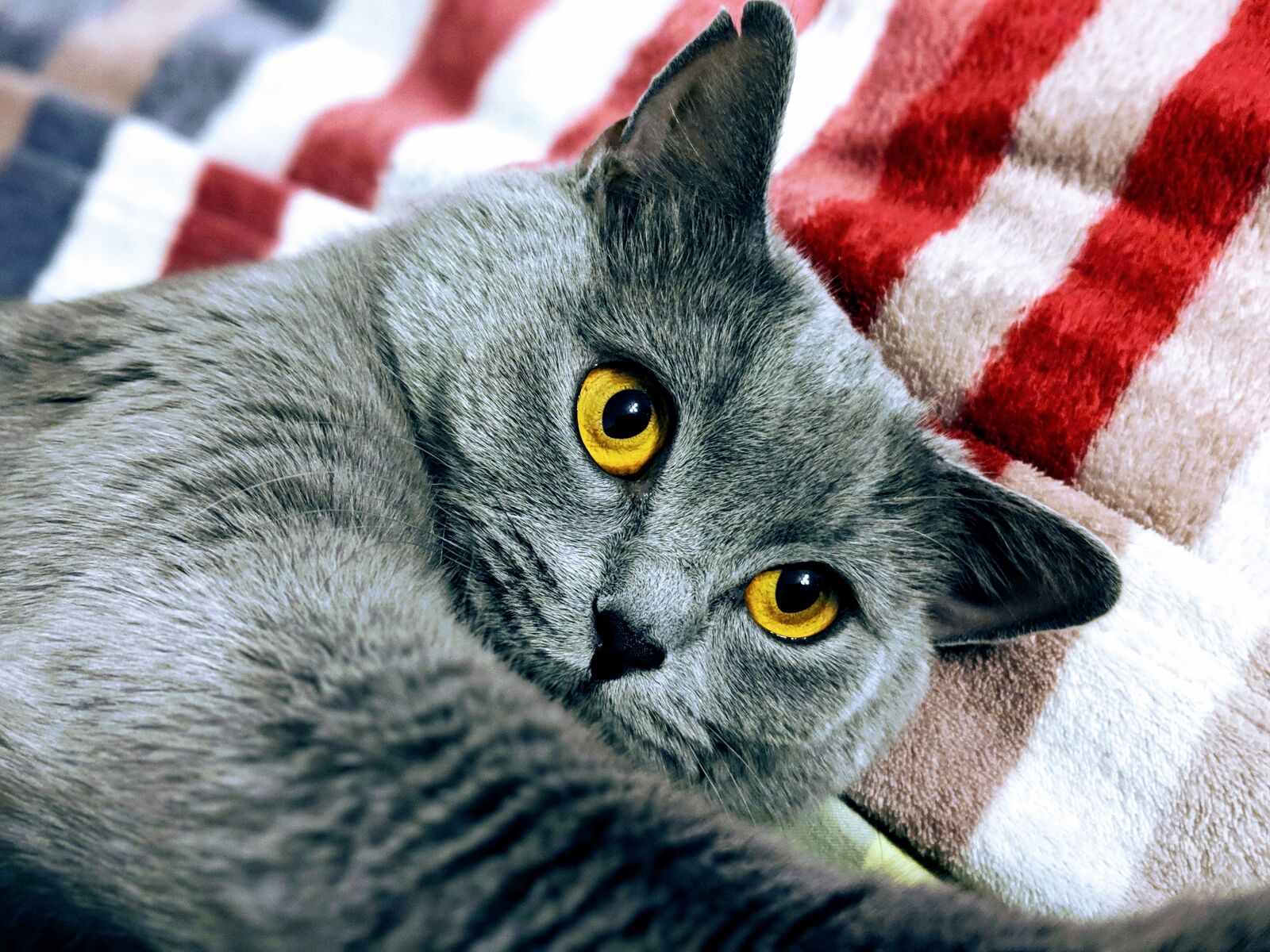 Google Pixel 2 XL sample photo. Cat, briton, kitten photography