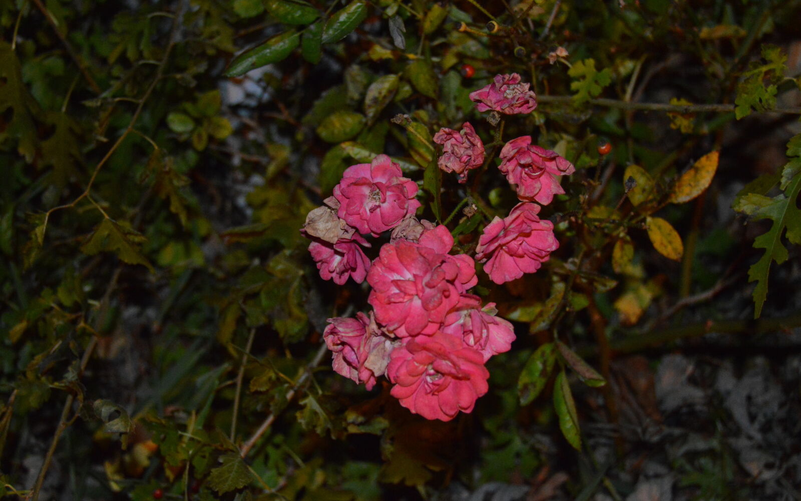 Nikon D3200 sample photo