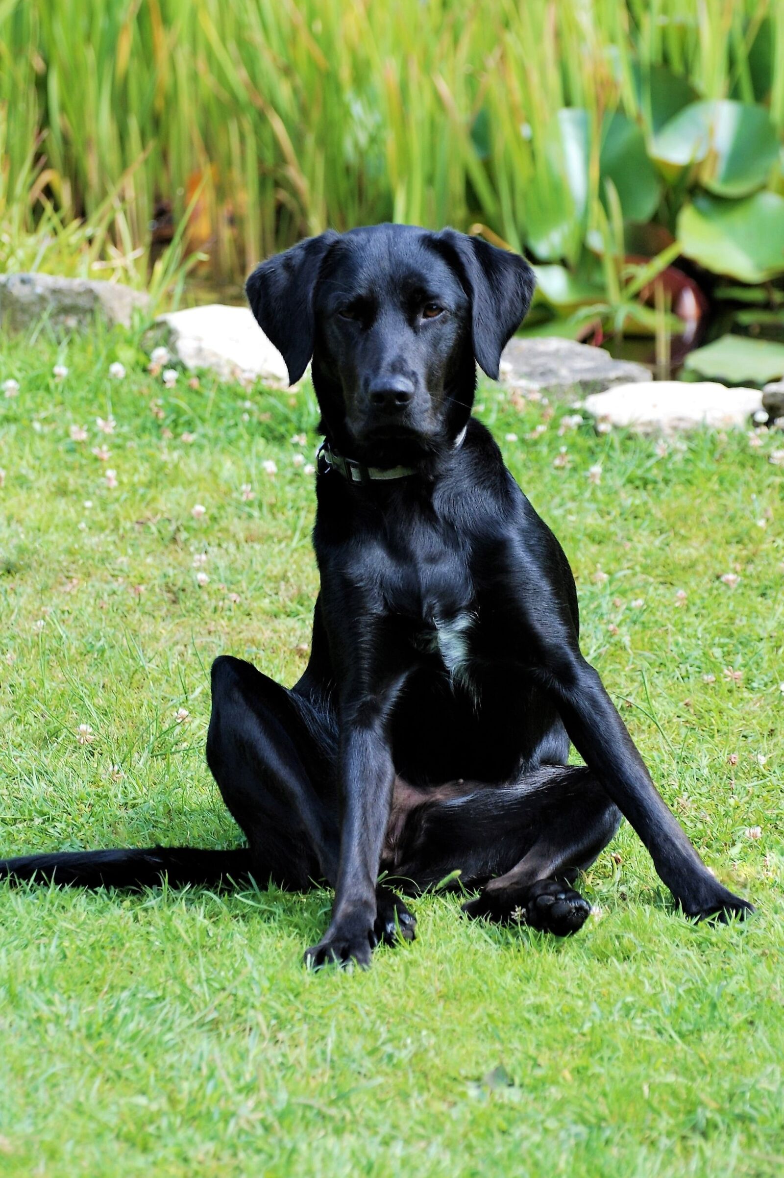 Nikon D80 sample photo. Labrador, bitch, black photography