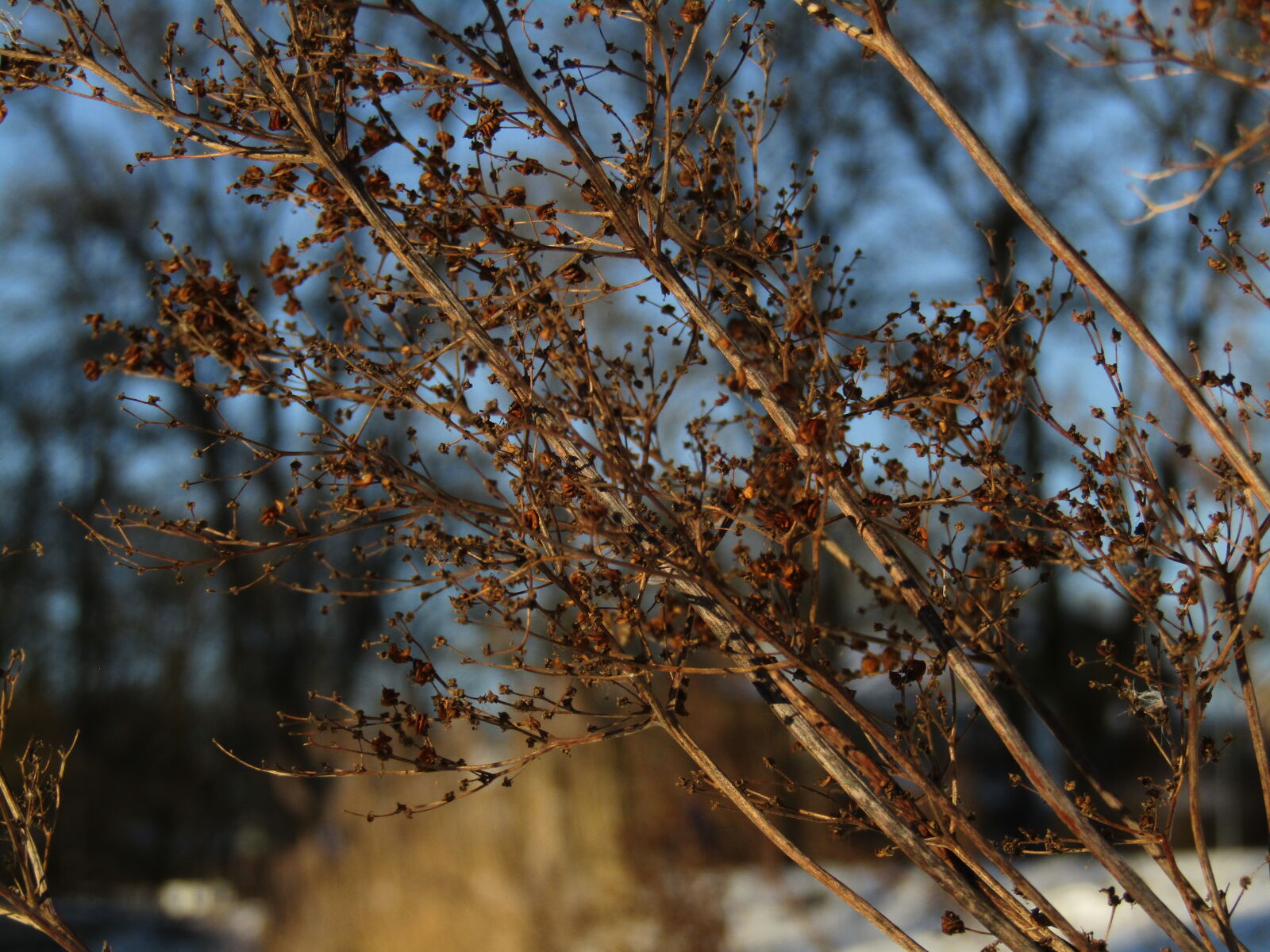 Canon PowerShot SX420 IS sample photo