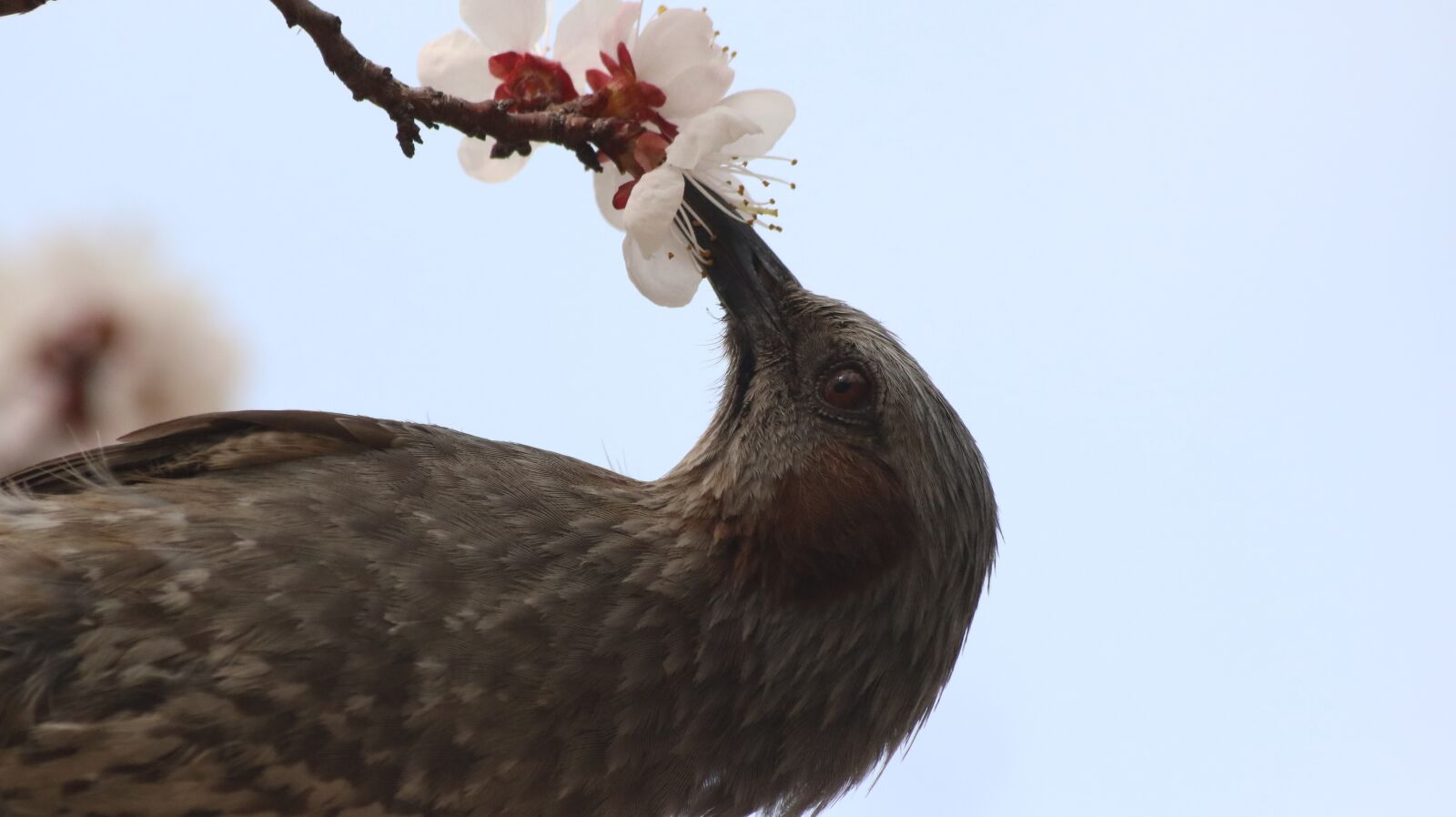 Canon EOS 750D (EOS Rebel T6i / EOS Kiss X8i) sample photo. Nature, wildlife, animal photography