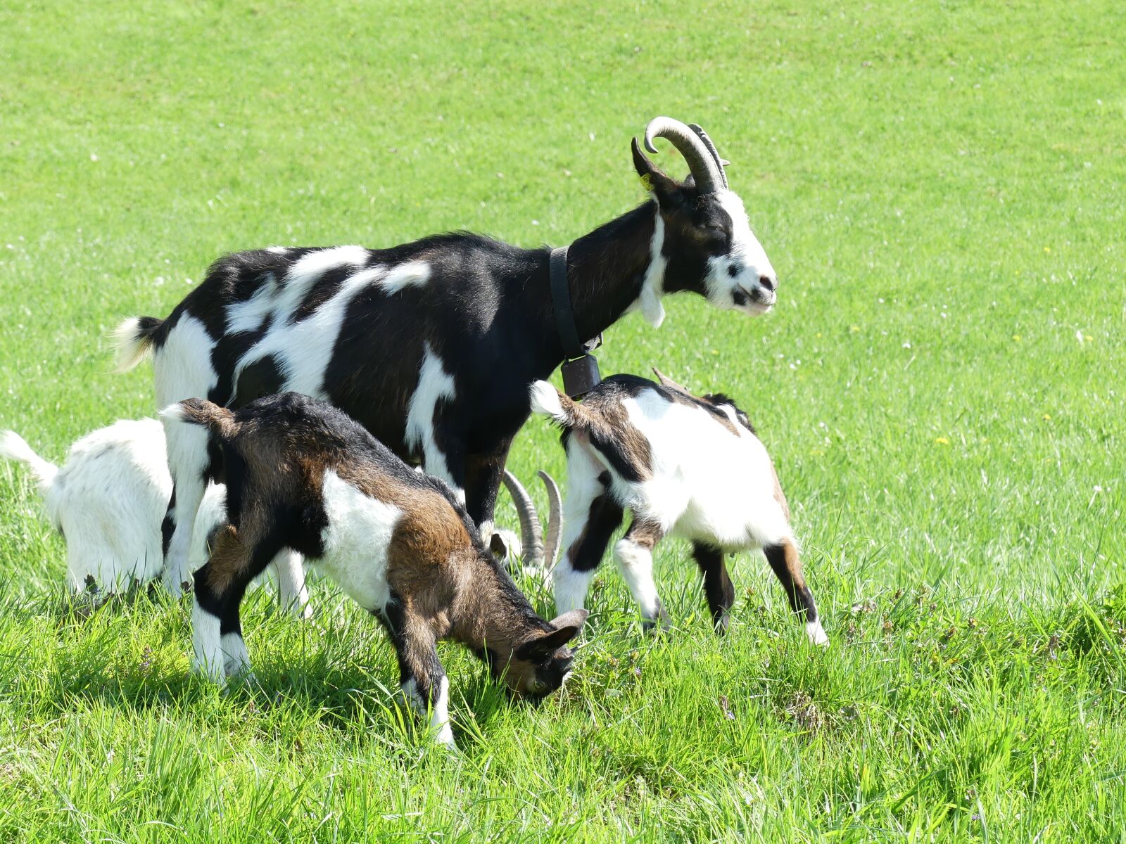 Panasonic Lumix DMC-FZ300 sample photo. Goats, goat family, meadow photography