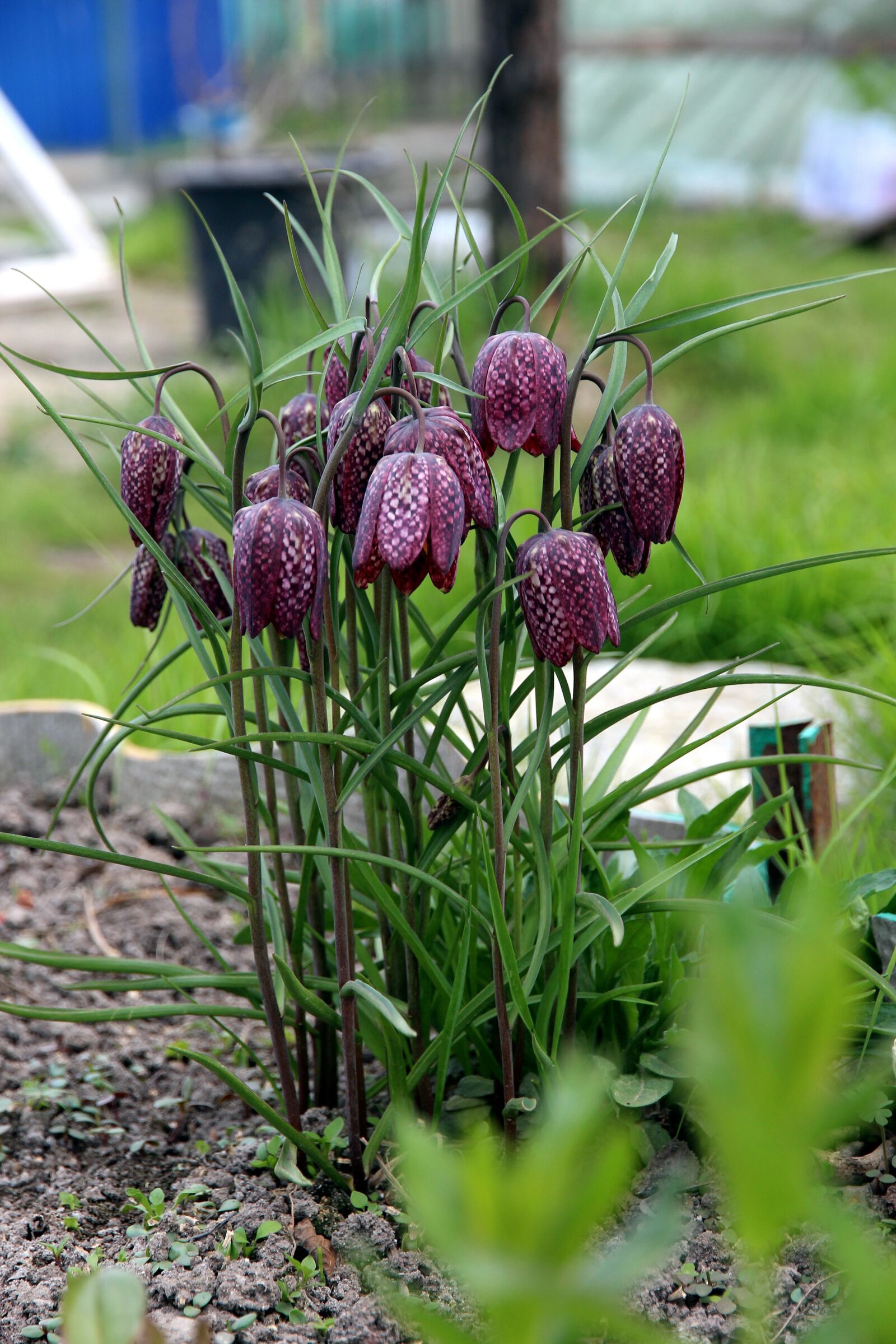 Canon EOS 650D (EOS Rebel T4i / EOS Kiss X6i) sample photo. Grouse, flower, plant photography