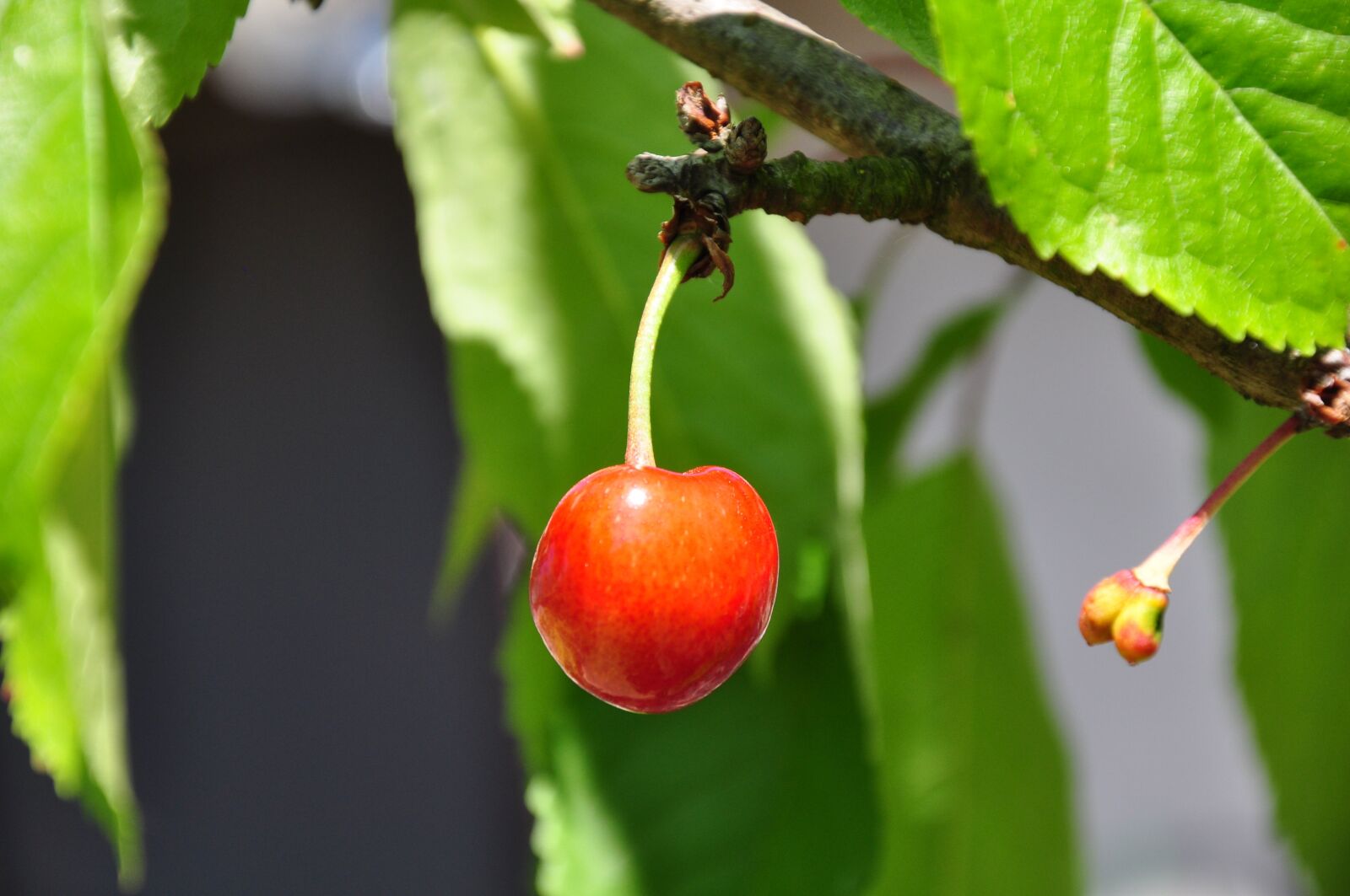 Nikon D90 sample photo. Cherry, summer, garden photography