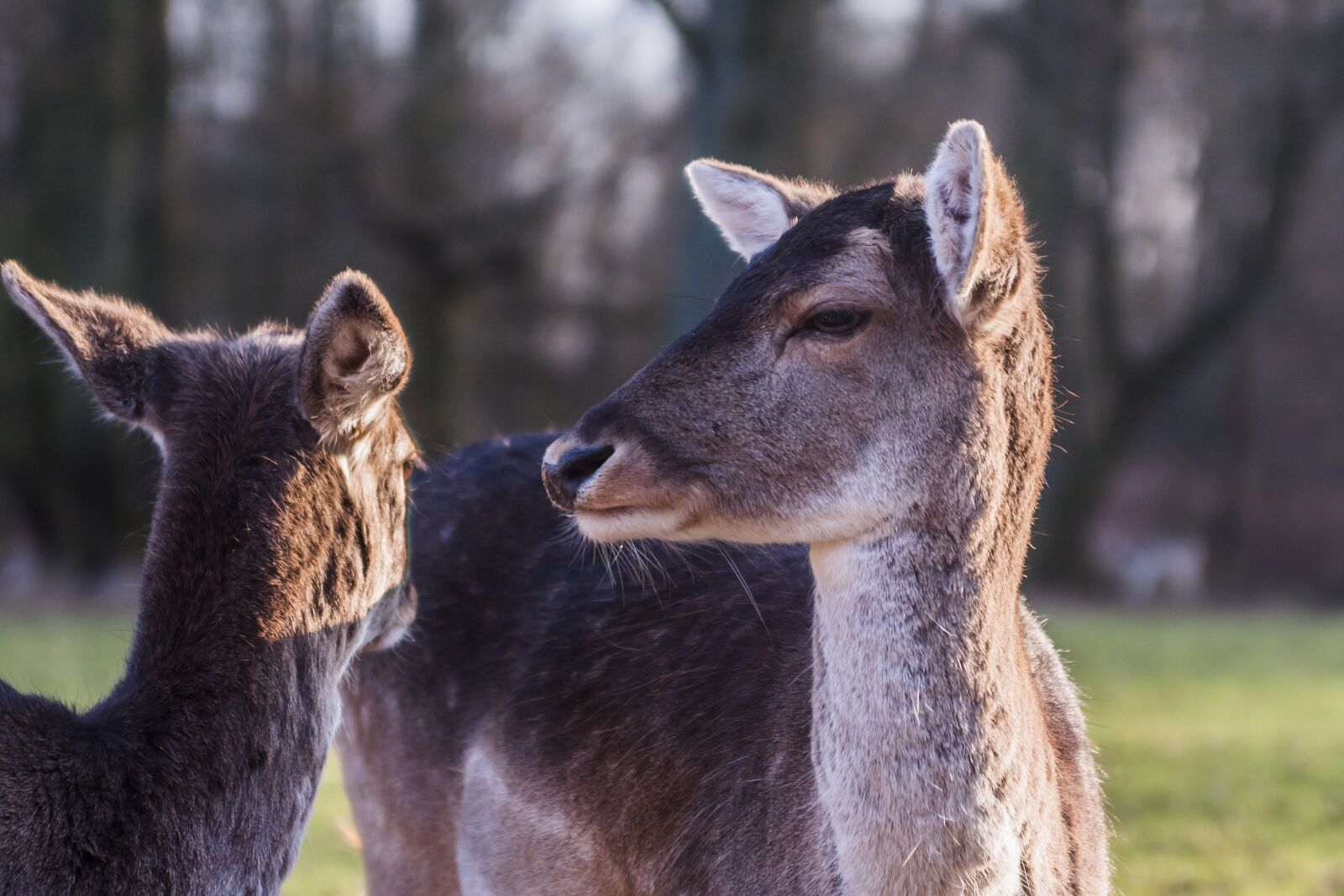Canon EOS 40D sample photo. Deer, deers, animals photography