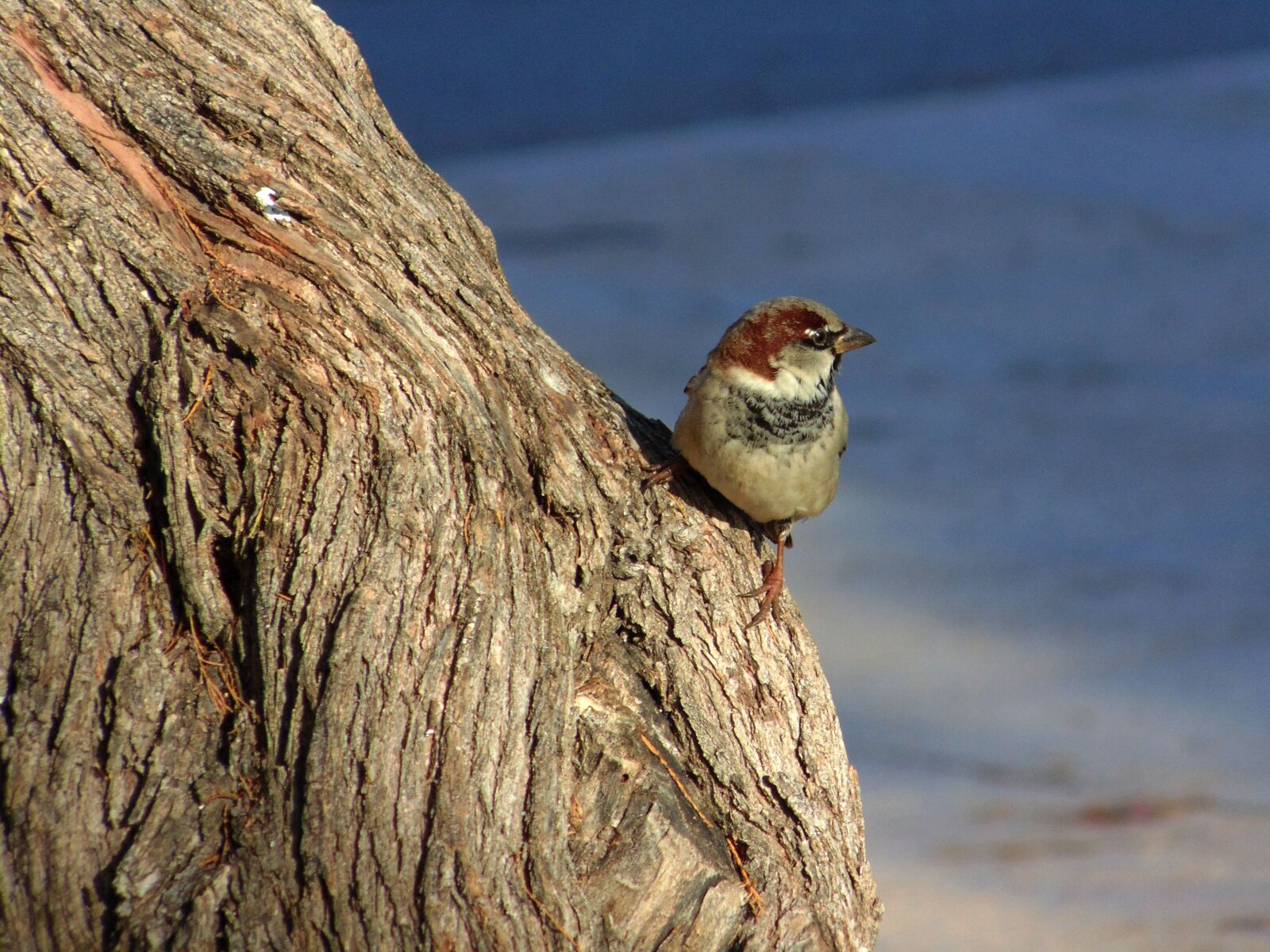 Sony Cyber-shot DSC-H200 sample photo. Ave, sparrow, bird photography