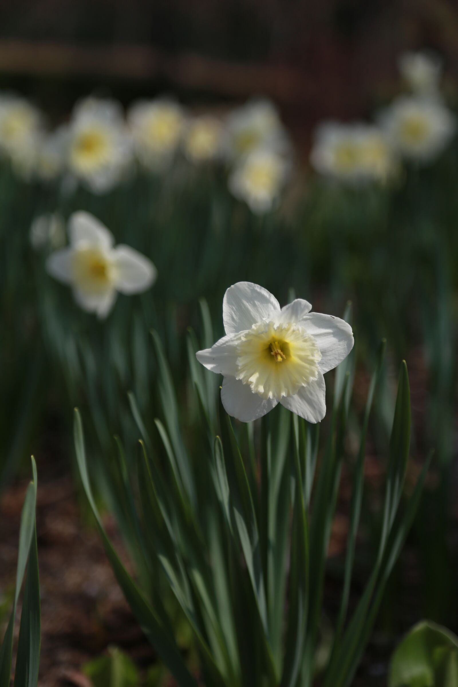 Canon EOS 6D + Canon EF 24-105mm F4L IS USM sample photo. Narcissus, spring, flowers photography