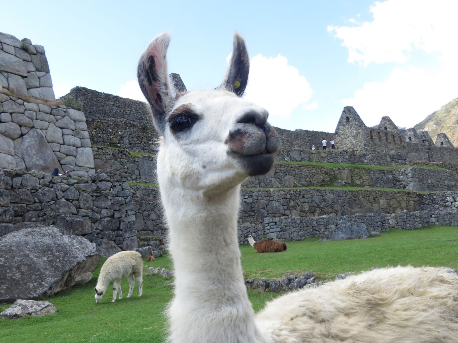 Canon PowerShot SX240 HS sample photo. Lama, peru, alpaca photography