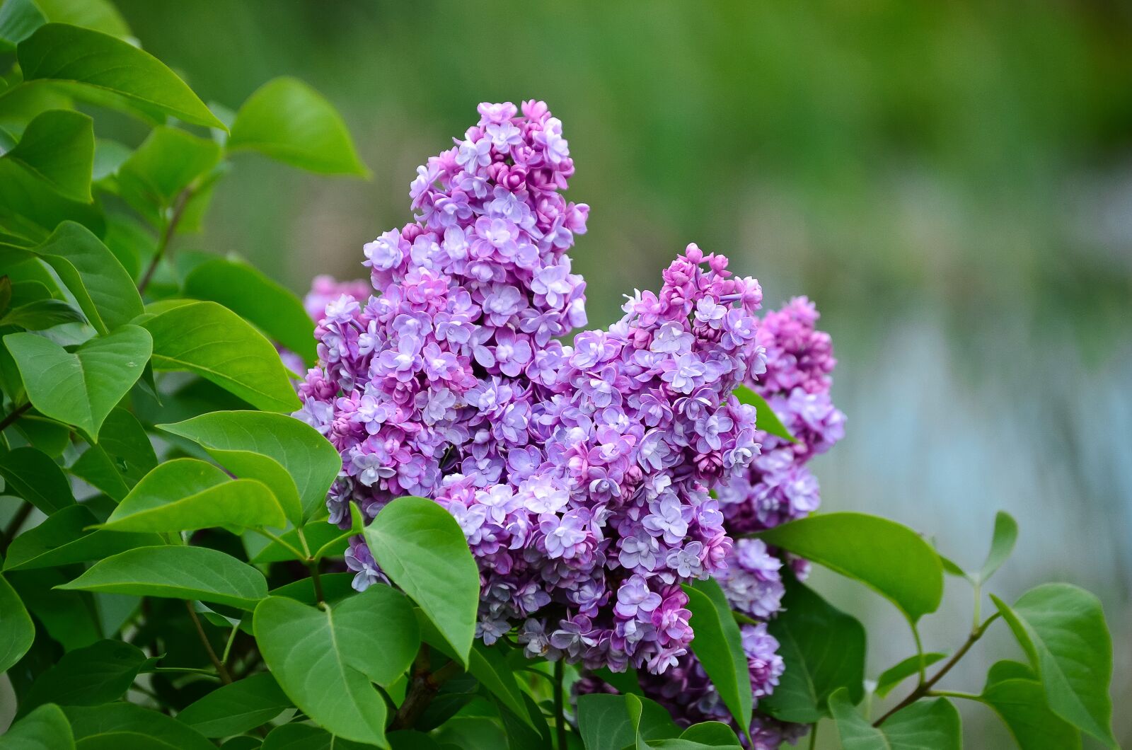 Nikon D5100 sample photo. Lilac, flower basket, mother's photography