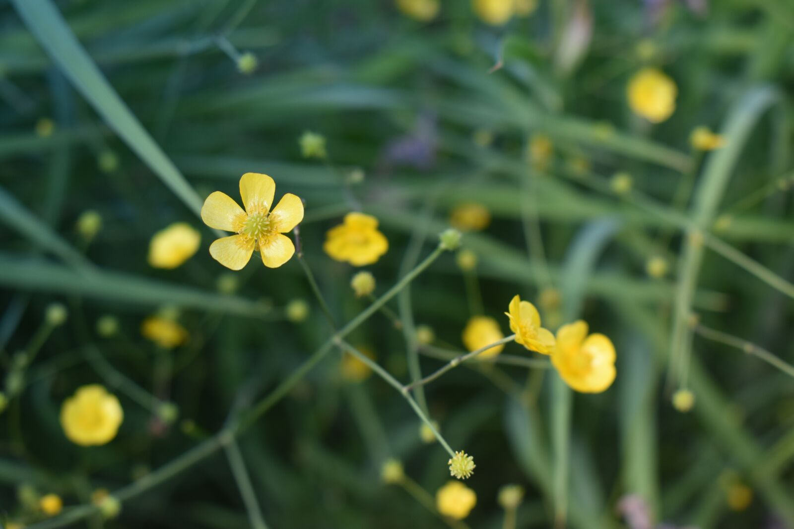 Nikon D3500 sample photo. Flower, flowers, yellow photography