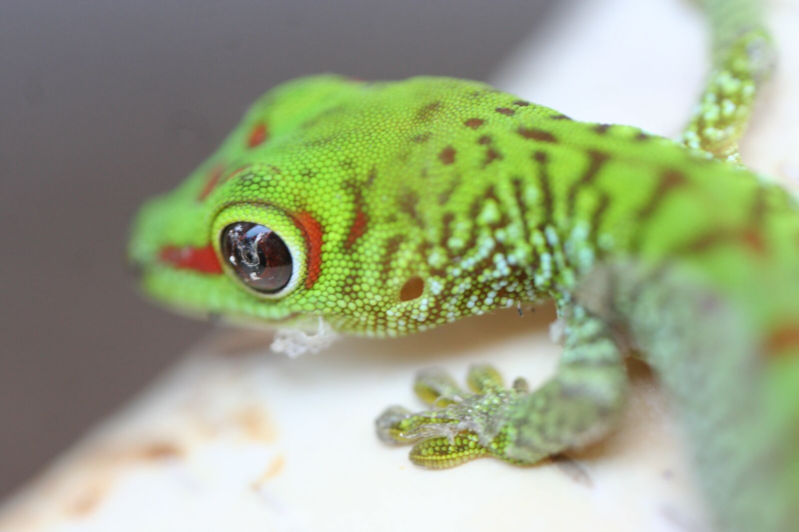 Canon EOS 350D (EOS Digital Rebel XT / EOS Kiss Digital N) sample photo. Gecko baby, gecko, lizard photography