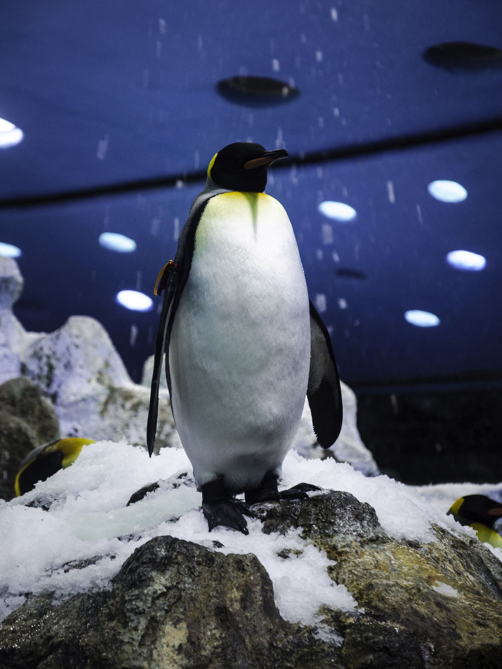Nikon D5000 sample photo. Penguin, snow, antarctica photography