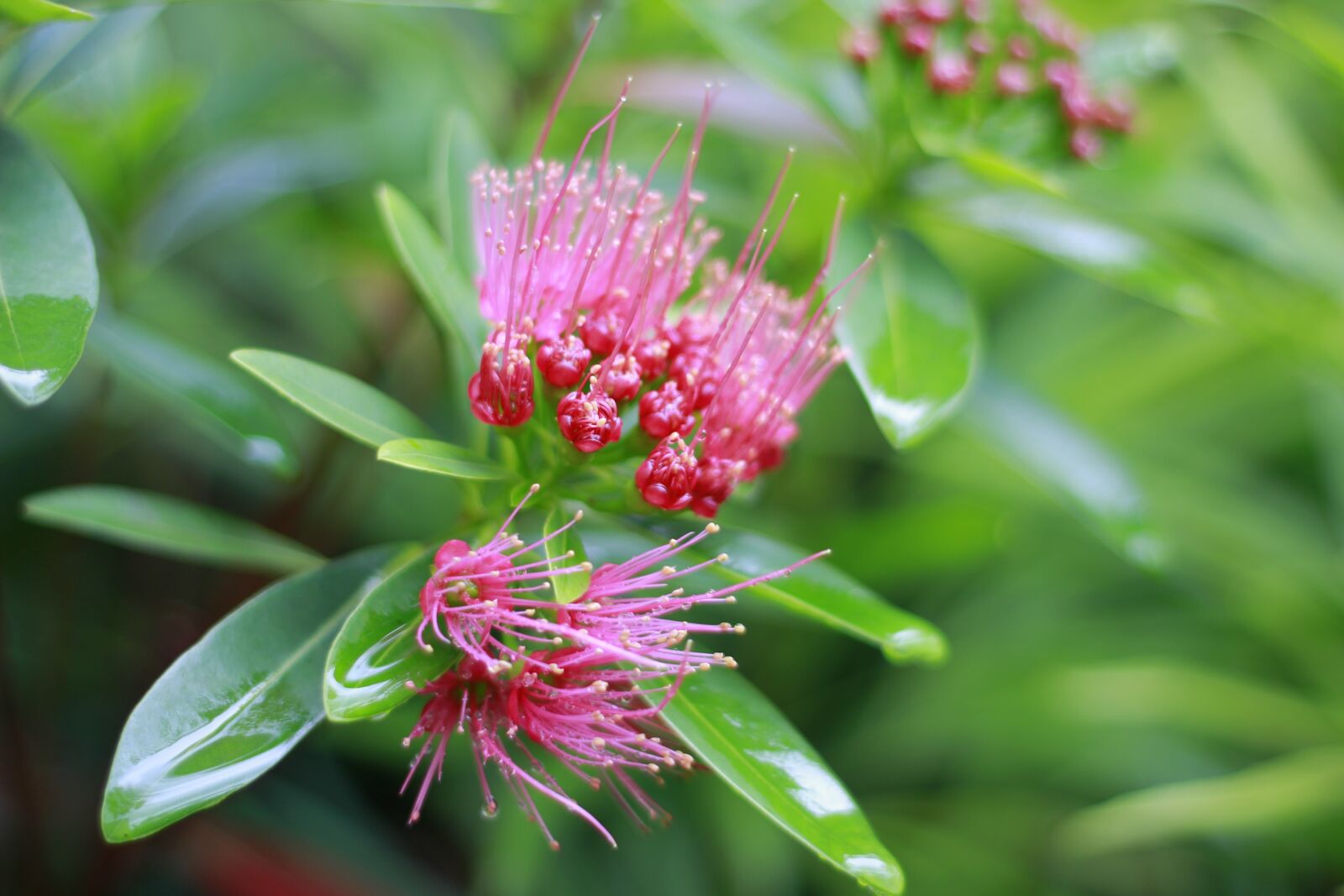 Canon EOS 60D + Canon EF 50mm F1.8 II sample photo. Flowers, autumn leaves, green photography