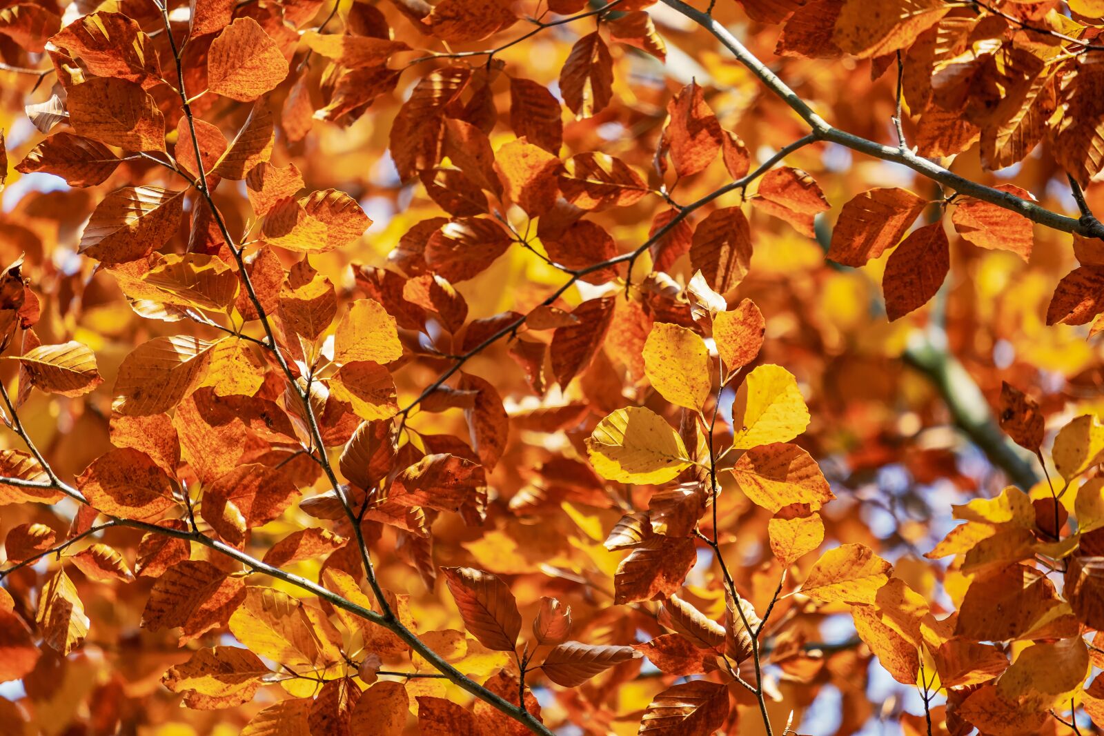 Fujifilm X-T30 + Fujifilm XF 55-200mm F3.5-4.8 R LM OIS sample photo. Leaves, fall leaves, fall photography