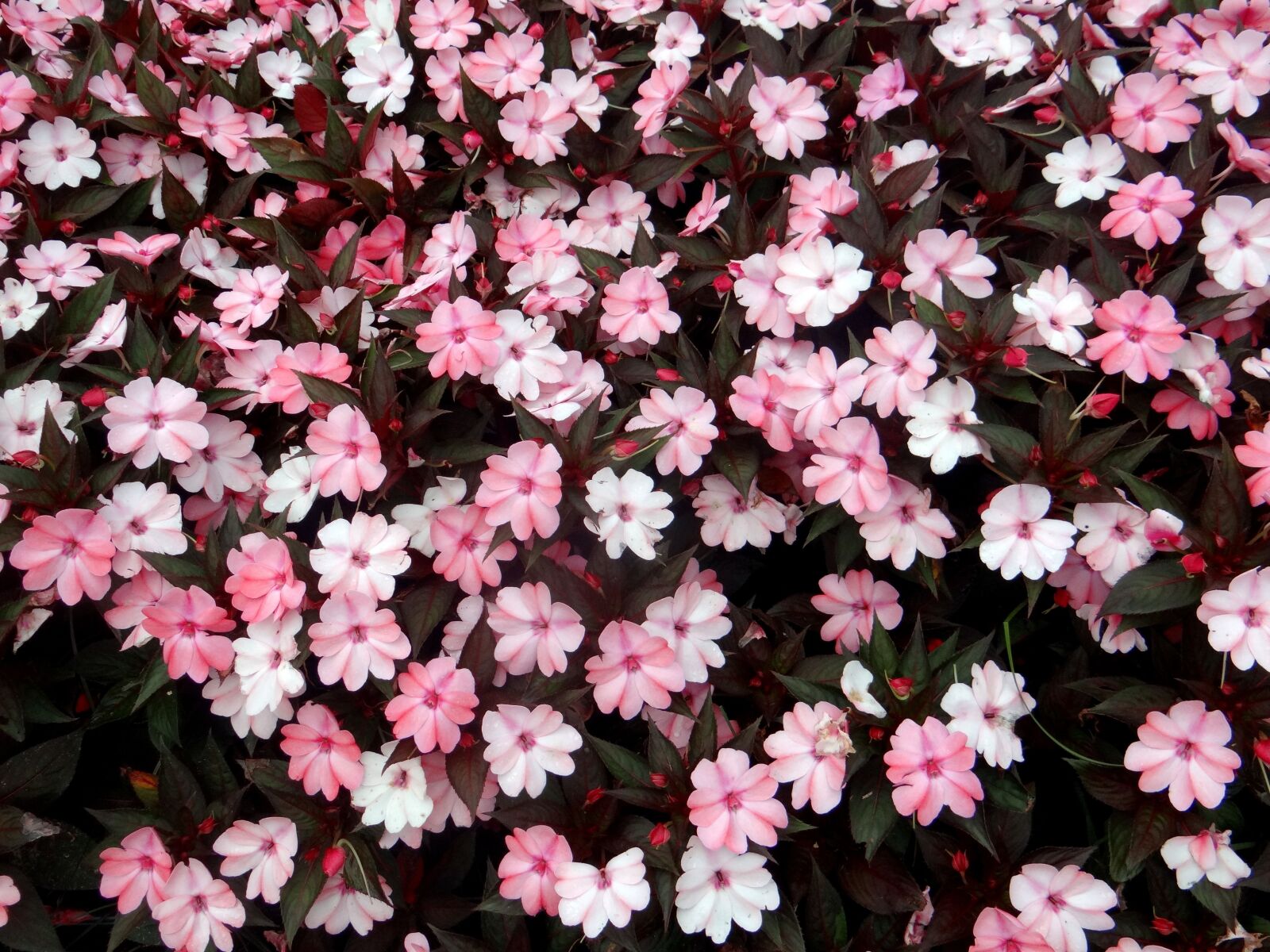 Sony DSC-HX200V sample photo. Flowers, flower, curitiba photography
