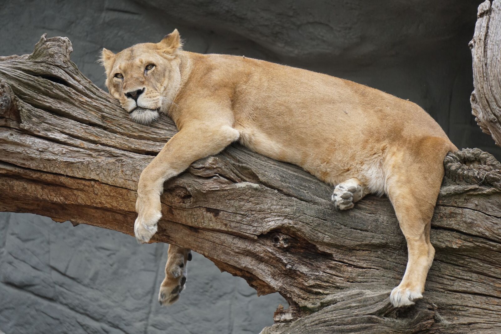 Sony a6300 + Sony E 55-210mm F4.5-6.3 OSS sample photo. Lioness, lion, female photography