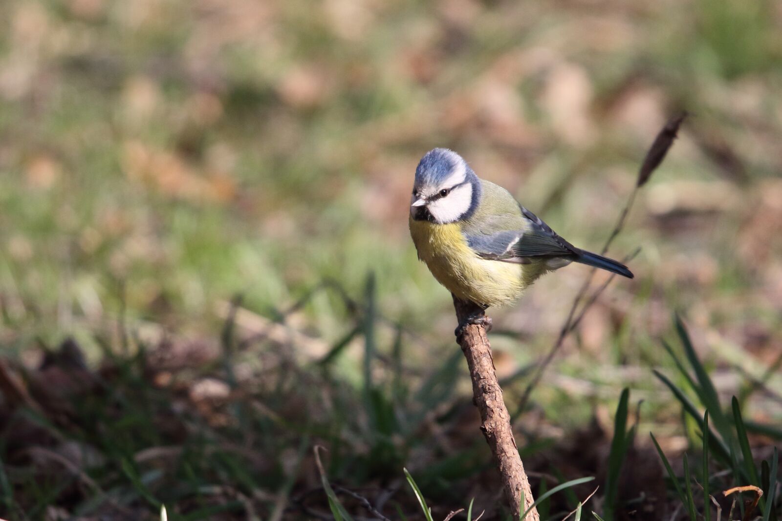 Sigma 100-400mm F5-6.3 DG OS HSM sample photo. Tit, blue tit, blue photography