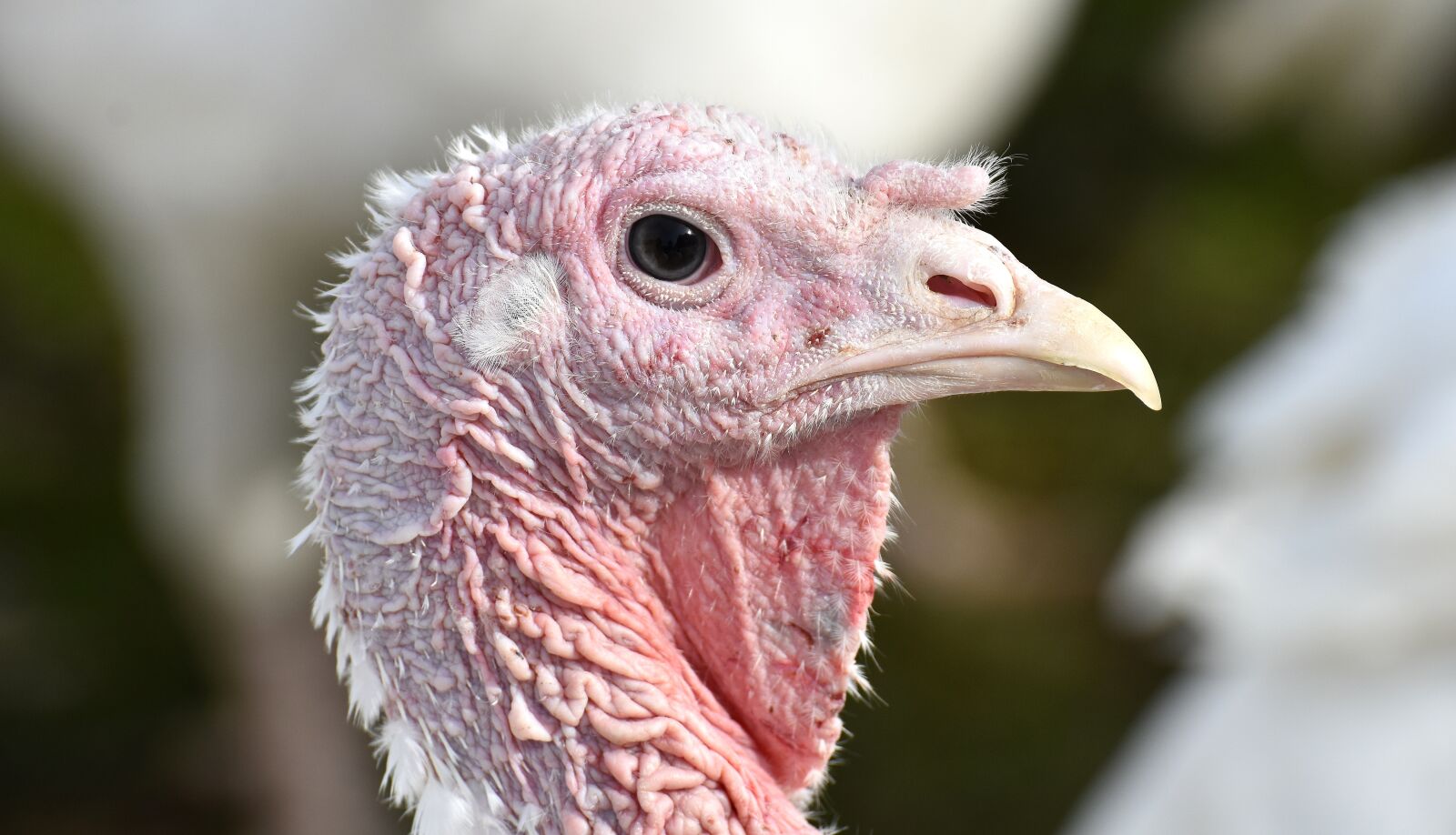 Nikon D7200 sample photo. Turkeys, birds, poultry photography