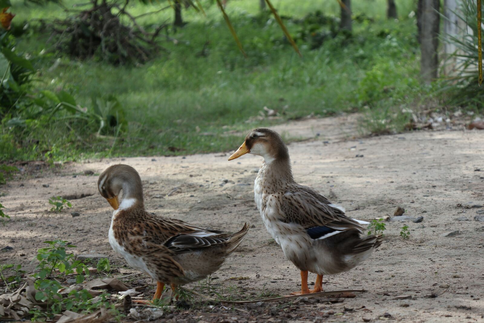Canon EOS M6 sample photo. Couple of ducks, green photography