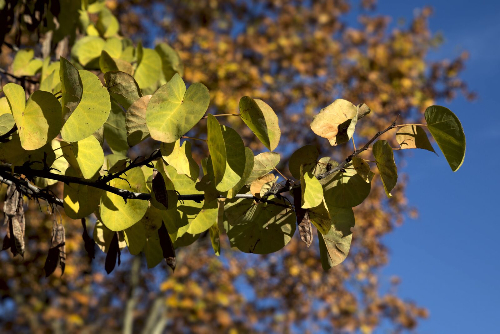 Canon EOS 6D sample photo. Branches, leaves, nature photography