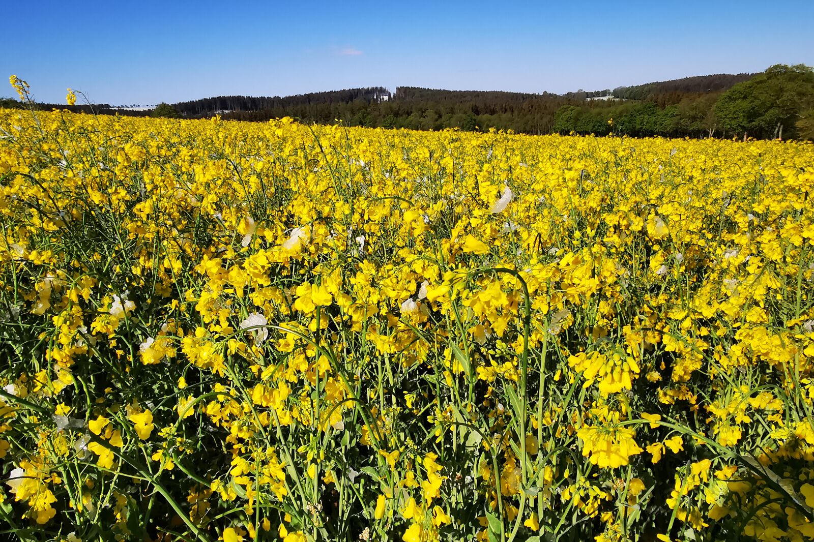 HUAWEI P30 Pro sample photo. Field of rapeseeds, reichenau photography