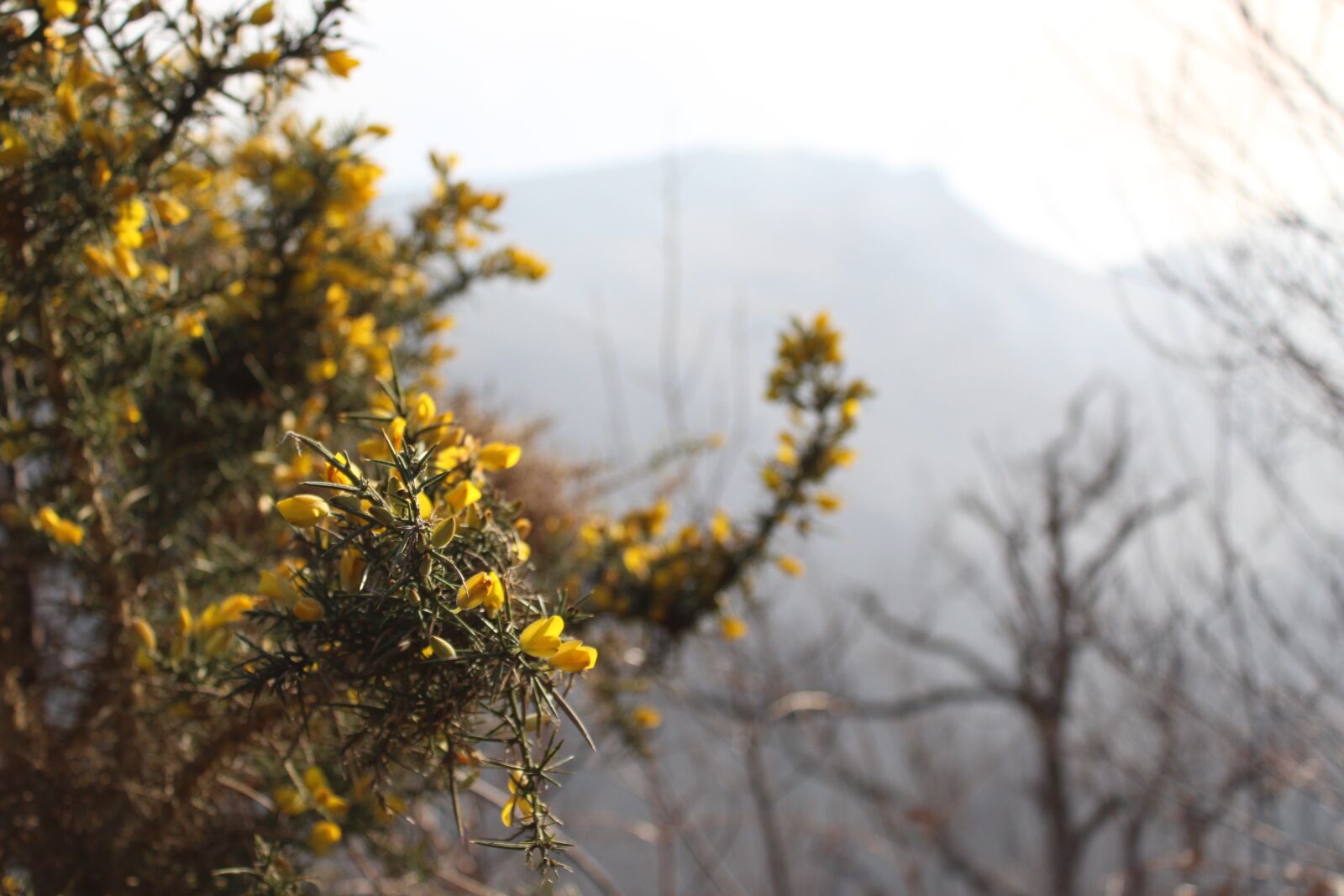 Canon EOS 100D (EOS Rebel SL1 / EOS Kiss X7) sample photo. Plant, flowers, cold photography