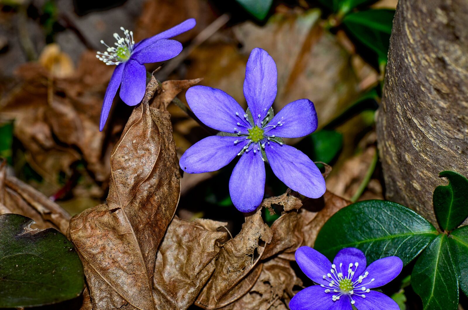Nikon D7000 sample photo. Hepatica, blue, flower photography