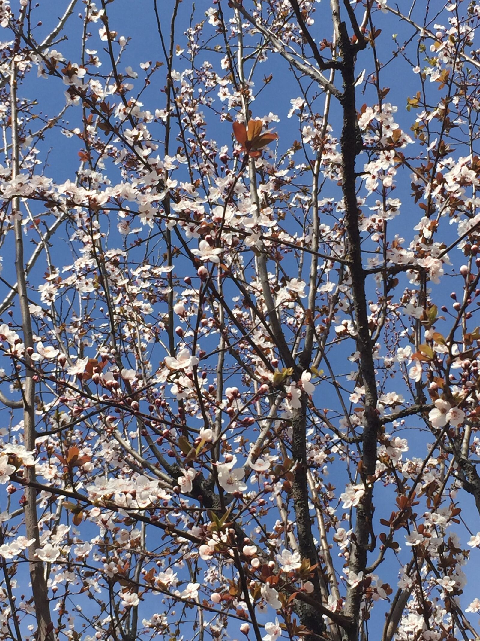 iPhone 6 back camera 4.15mm f/2.2 sample photo. Spring, flower, pink photography