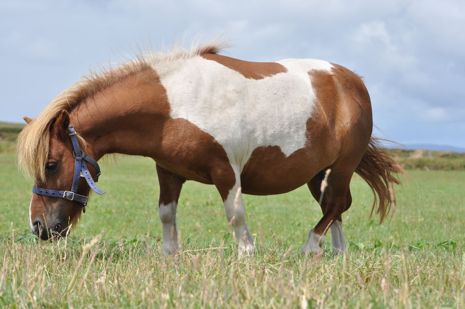 Nikon D90 sample photo. Horse, field, grass photography