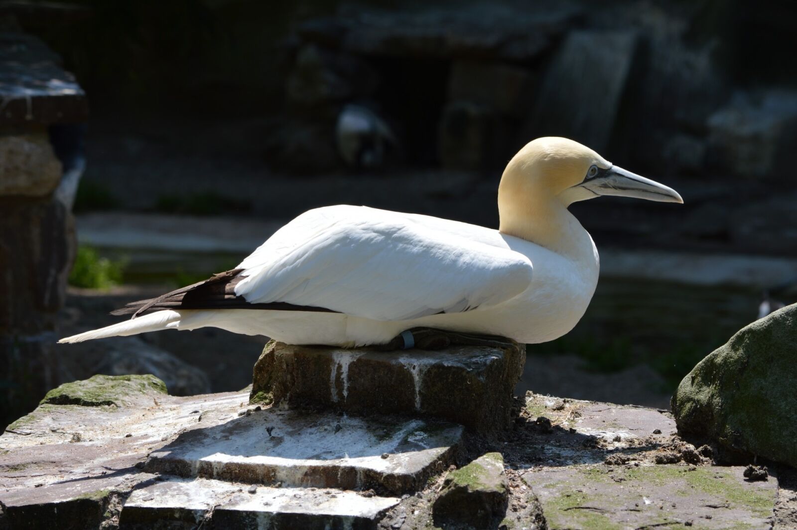 Nikon D3200 sample photo. Gannet, bird, water bird photography