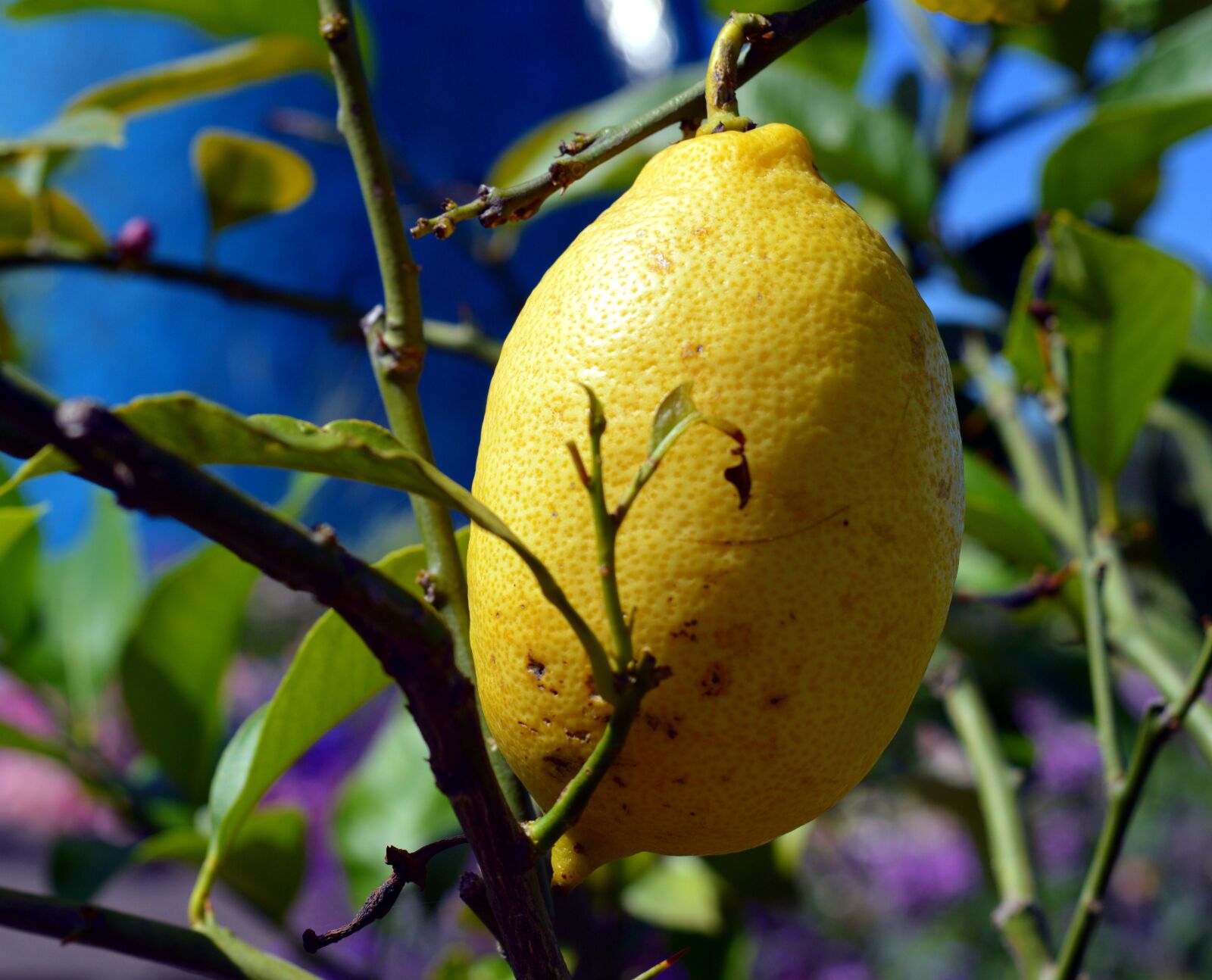 Nikon D3200 sample photo. Lemon, citrus fruits, lemon photography