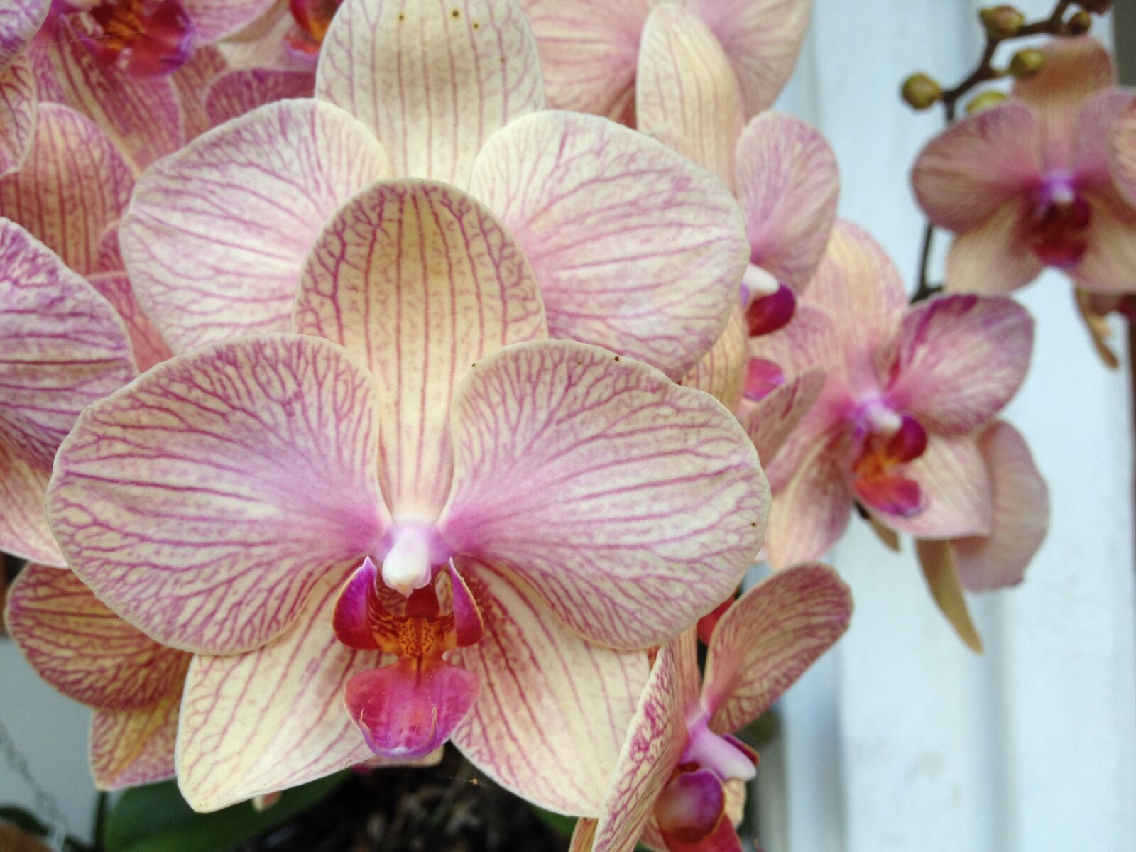 iPhone 4S back camera 4.28mm f/2.4 sample photo. Orchids, exotic, tropical photography