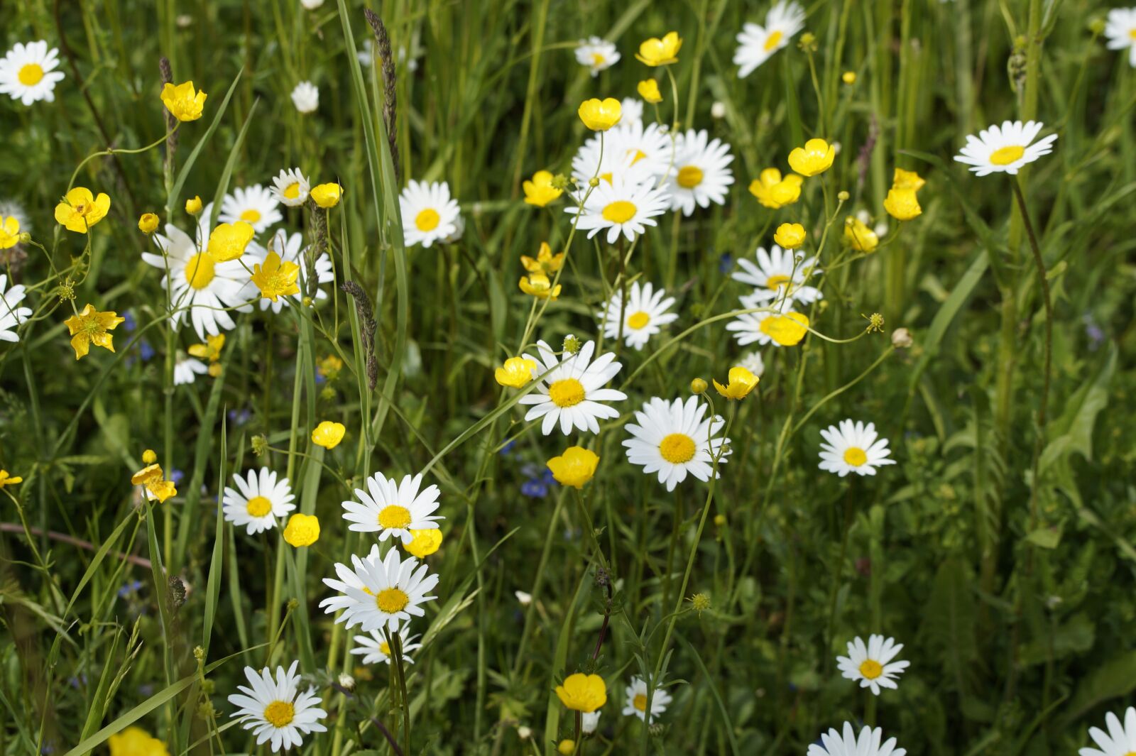 Sony SLT-A58 sample photo. Meadow, spring, flower meadow photography