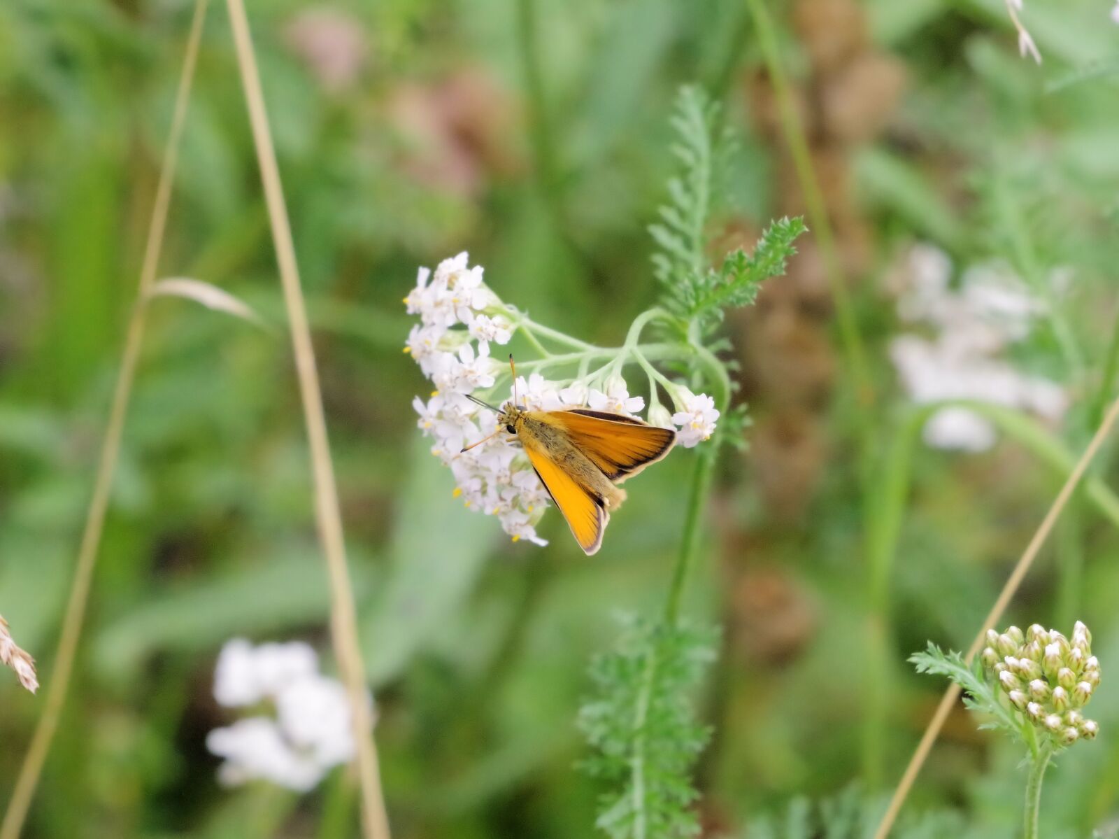 Pentax K-70 sample photo. Butterfly, nature, common blue photography