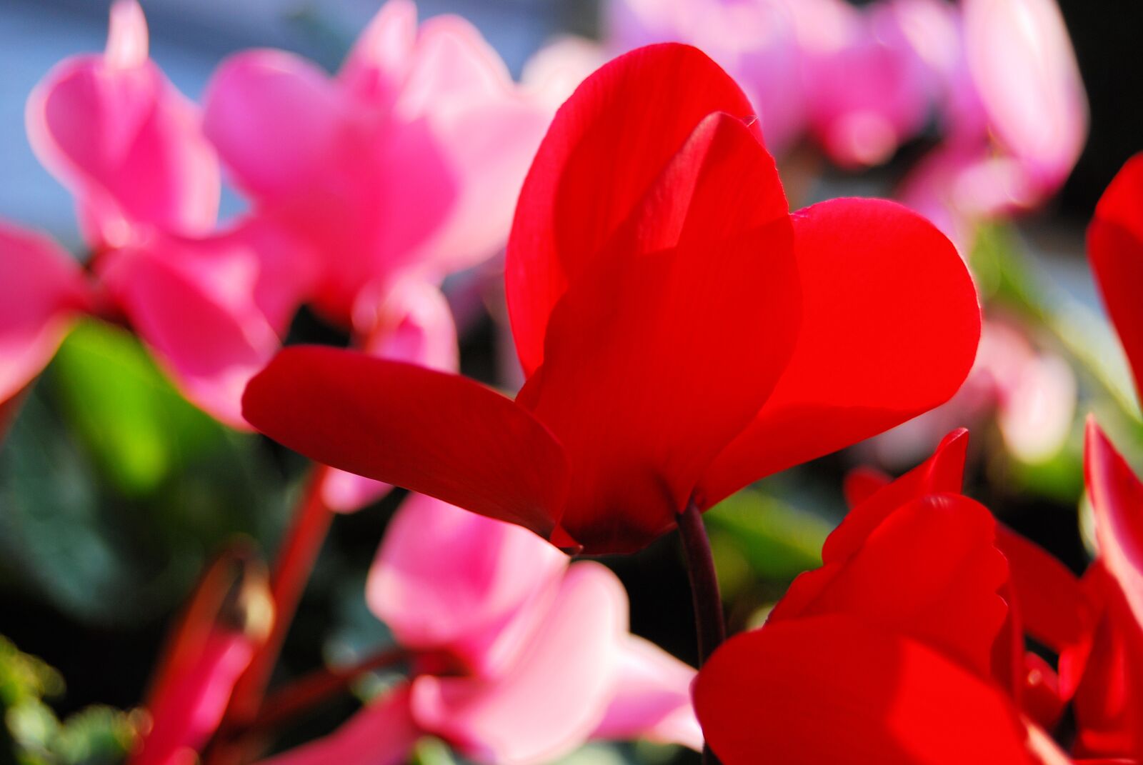 Nikon D40X sample photo. Pansy, bokeh, blurred background photography