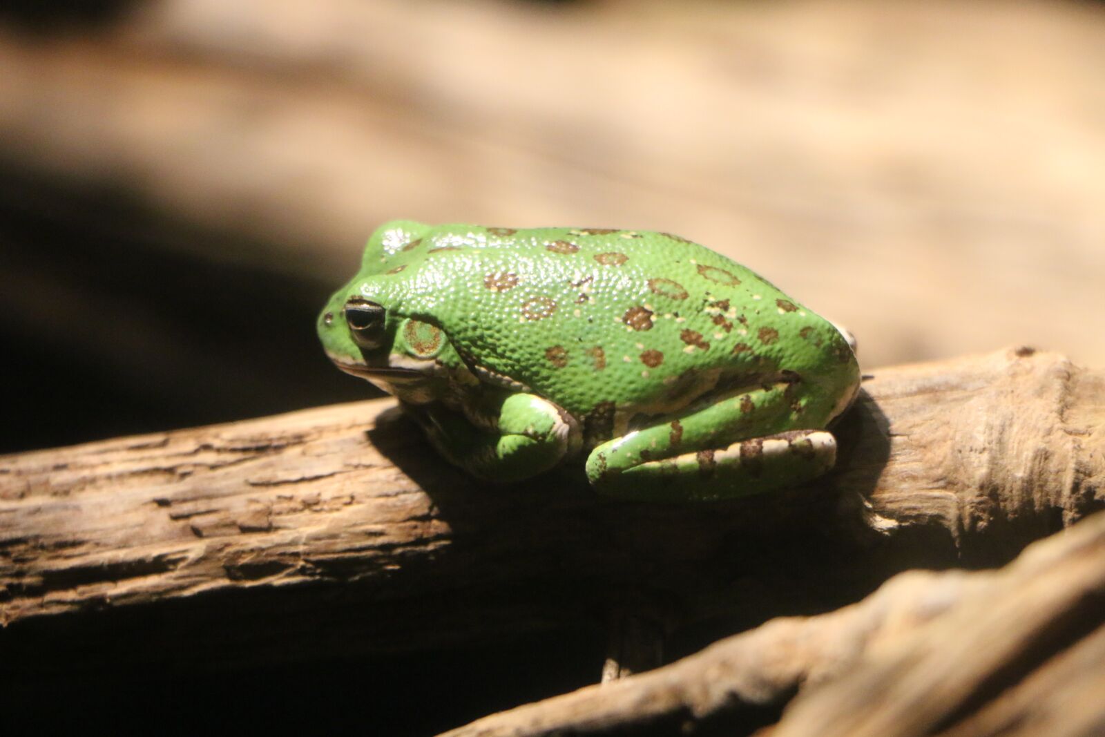 Canon EOS 70D sample photo. Frog, sitting, green photography
