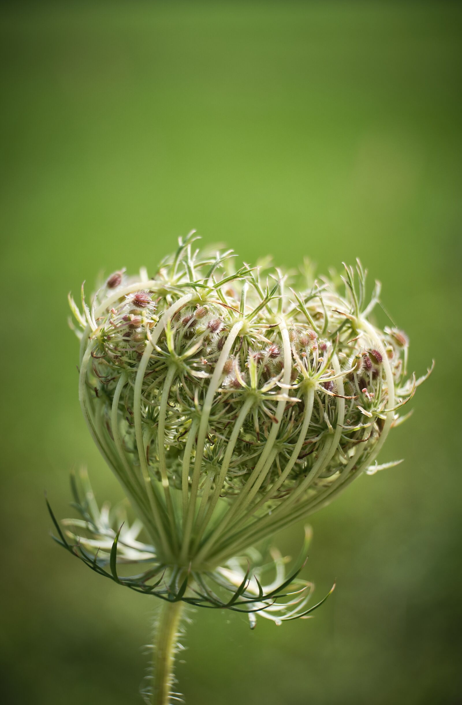 Fujifilm XF 18-55mm F2.8-4 R LM OIS sample photo. Wild carrot, carrot, bud photography