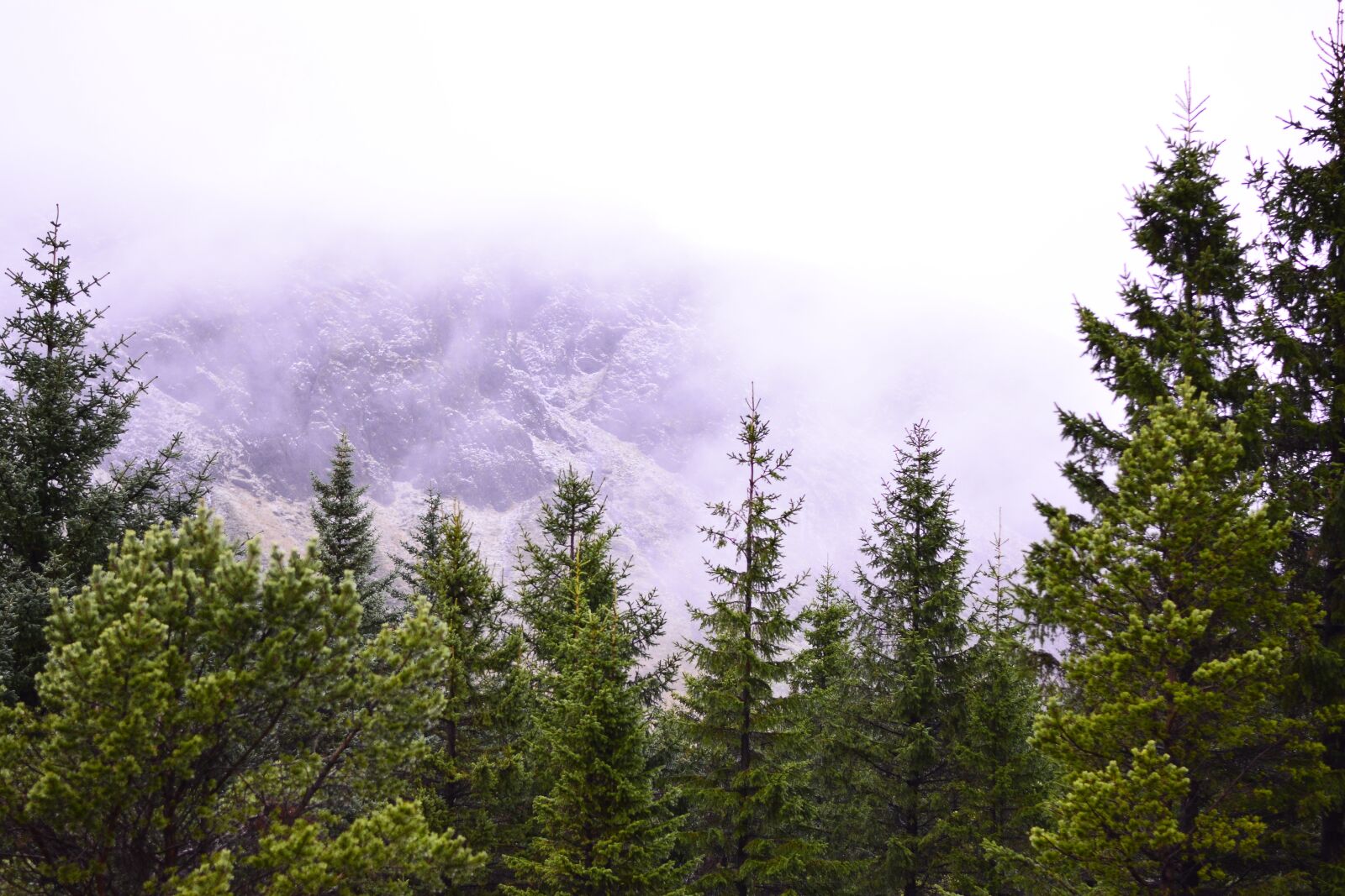 Nikon D7100 sample photo. Iceland, forest, green photography