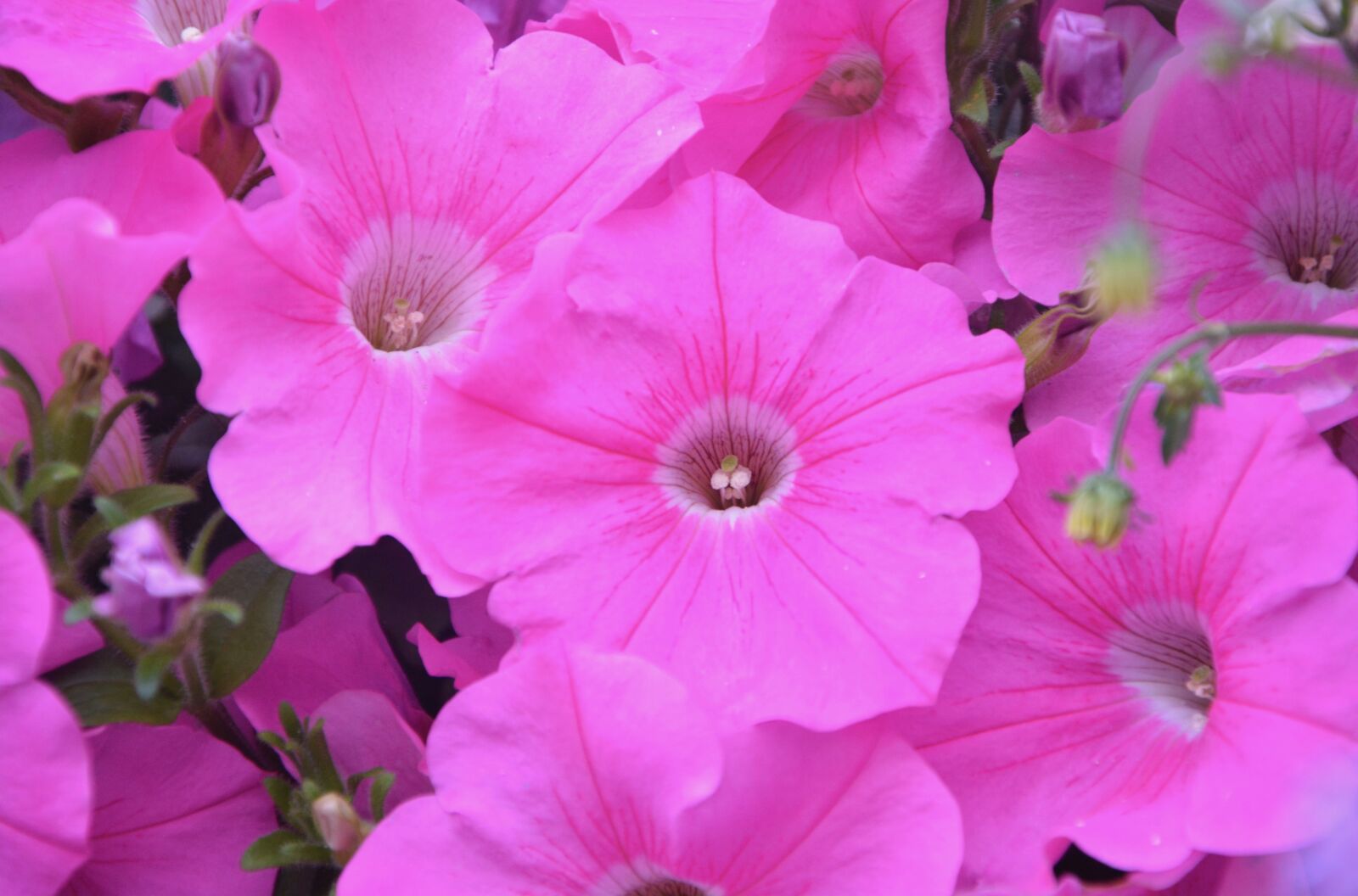 Nikon D5200 sample photo. Flower, roses, pink flowers photography
