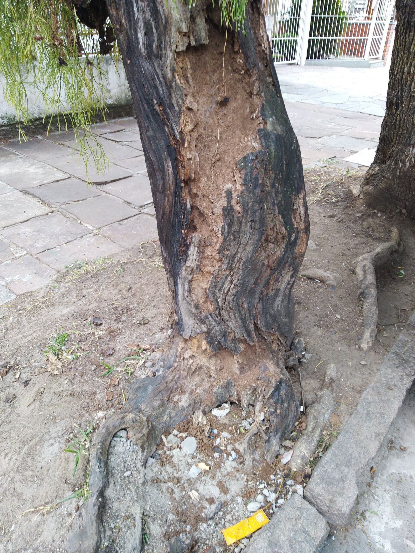 ASUS ZenFone Max Pro M1 (ZB602KL) (WW) / Max Pro M1 (ZB601KL) (IN) sample photo. Tree, rotten, dead photography