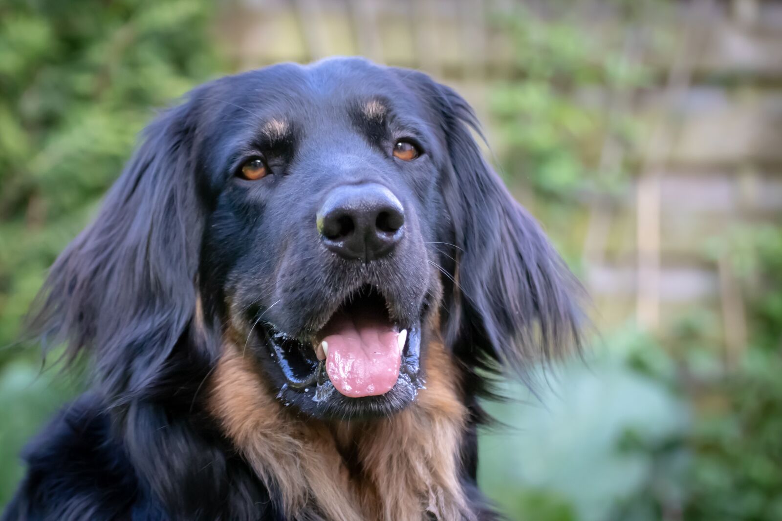Canon EOS 200D (EOS Rebel SL2 / EOS Kiss X9) sample photo. Dog, head, animal portrait photography