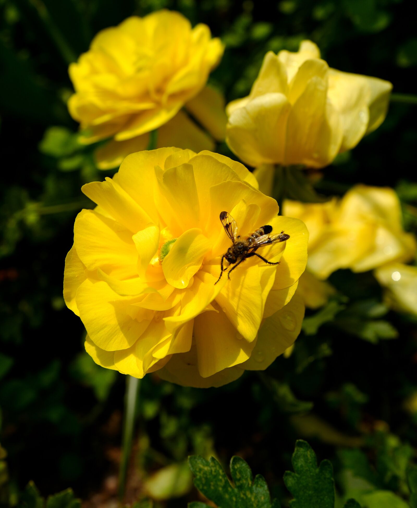 Leica Q (Typ 116) sample photo. Bee, flower, nature photography