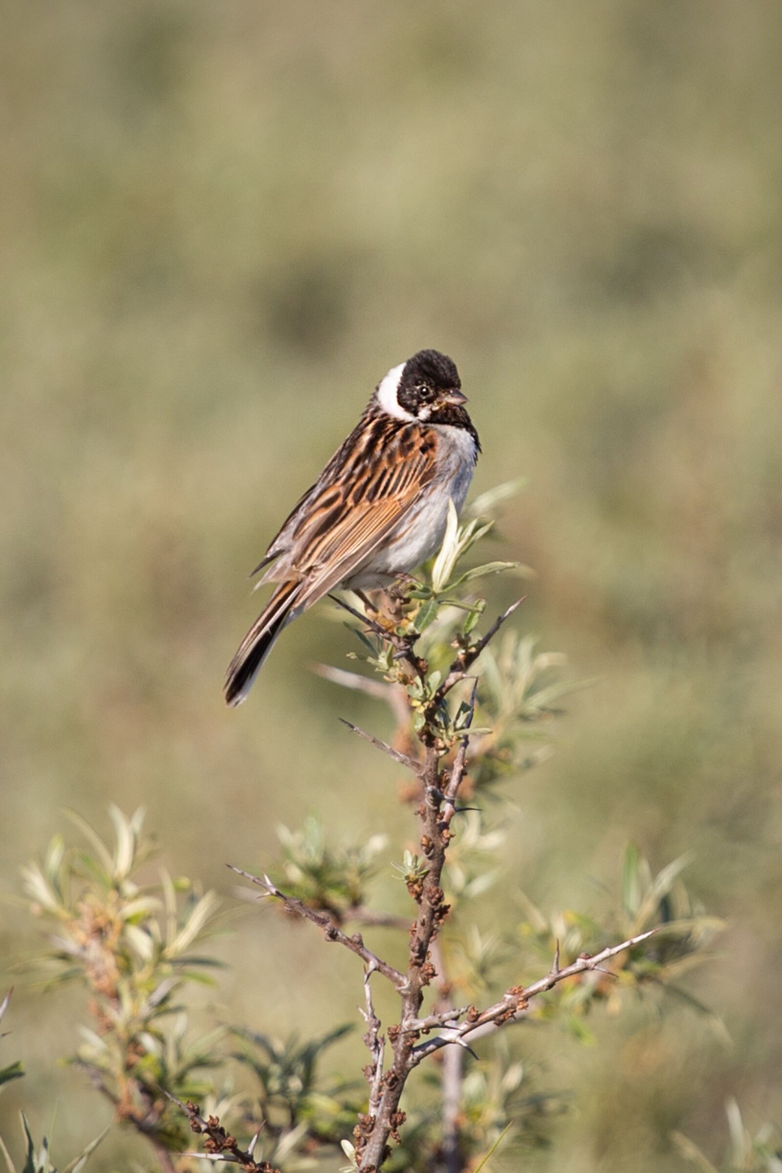 Canon EOS 6D + Canon EF 70-200mm F4L USM sample photo. Bird, wildlife, nature photography