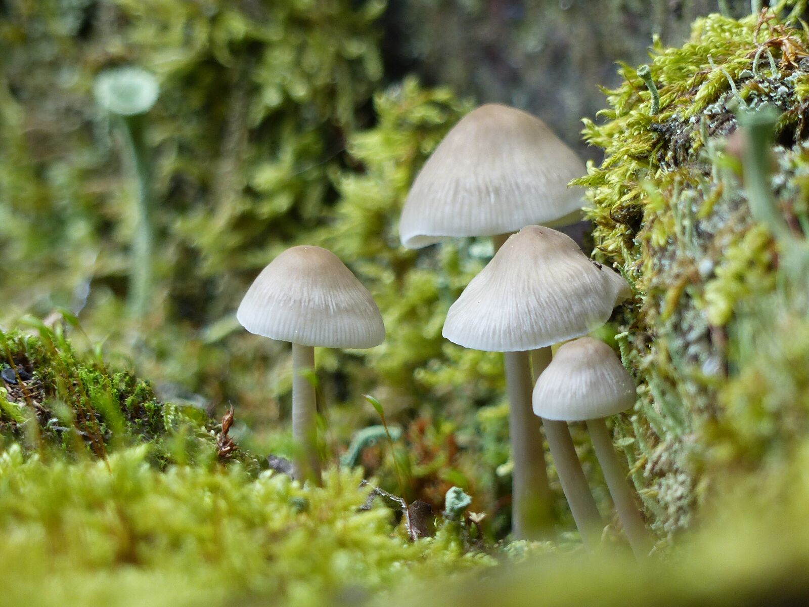 Panasonic Lumix DMC-FZ200 sample photo. Mushrooms, small, small mushroom photography