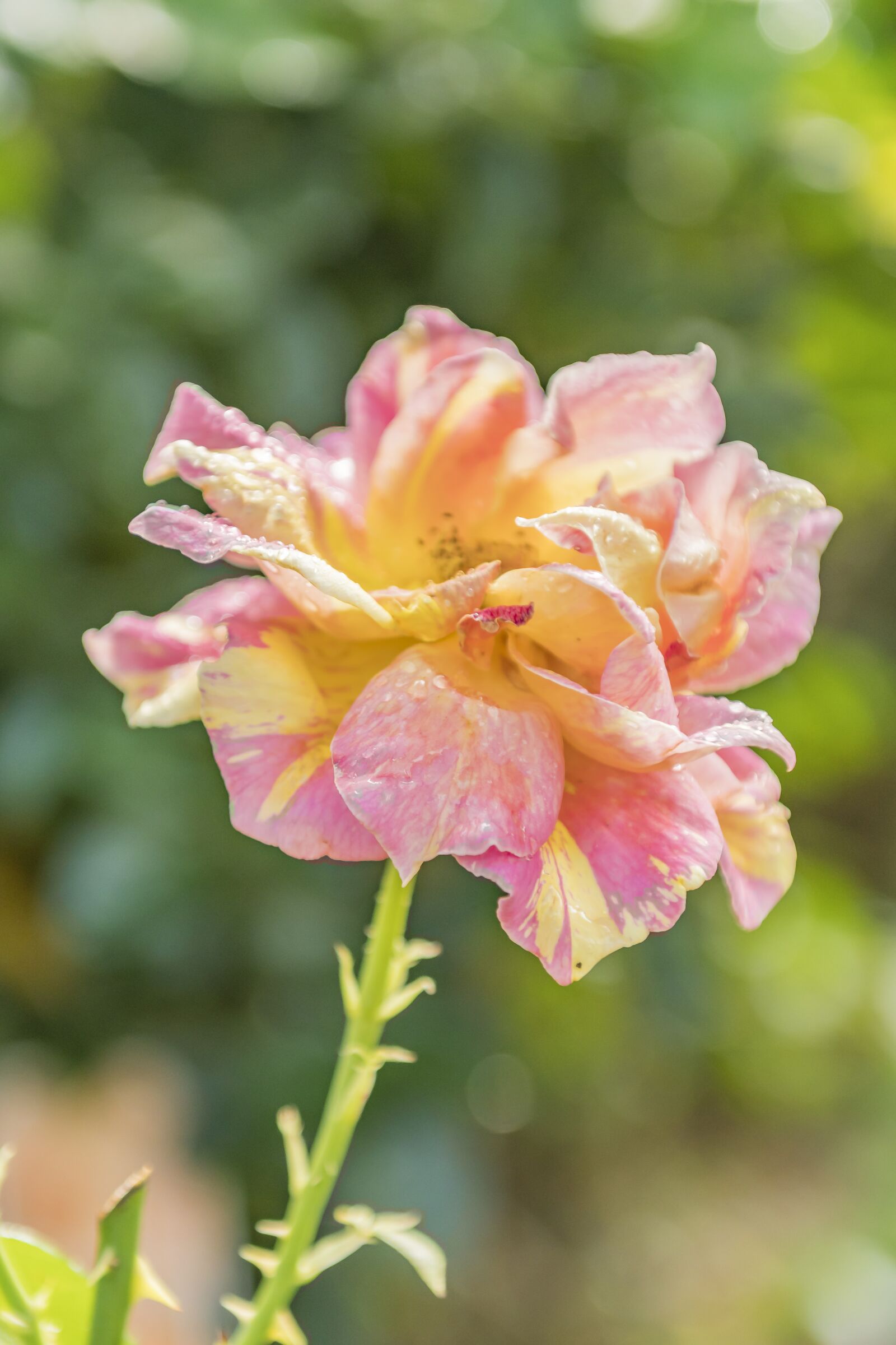Nikon D500 sample photo. Flower, nature, plant photography
