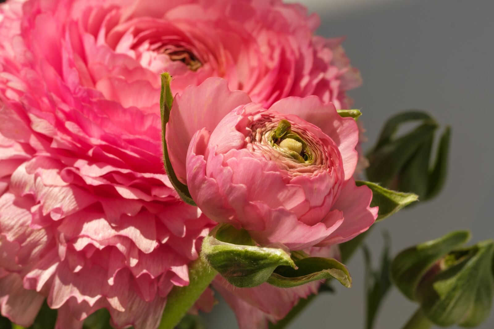 Fujifilm X-T2 + Fujifilm XF 80mm F2.8 R LM OIS WR Macro sample photo. Buttercup, ranunculus, blossom photography