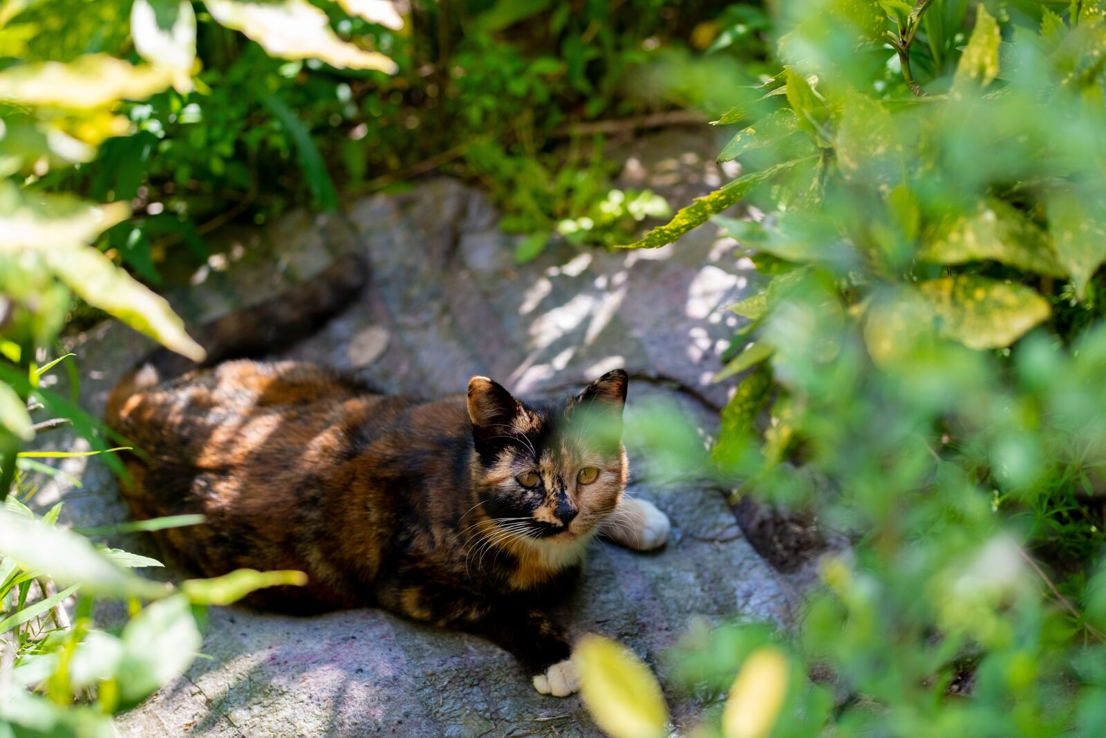 Fujifilm XF 90mm F2 R LM WR sample photo. Cat, outdoor, plant photography