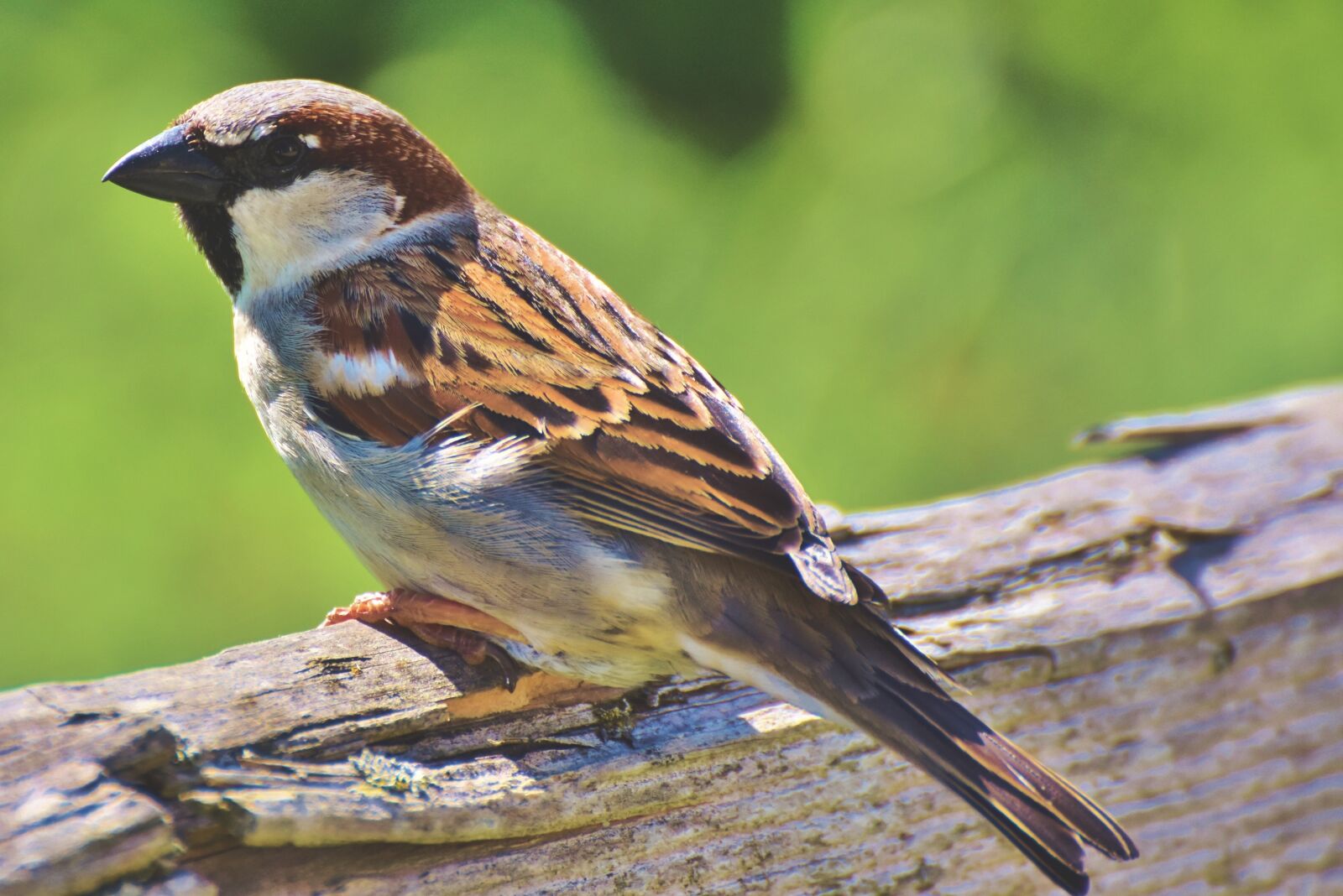 Nikon D7200 sample photo. Sparrow, sperling, bird photography