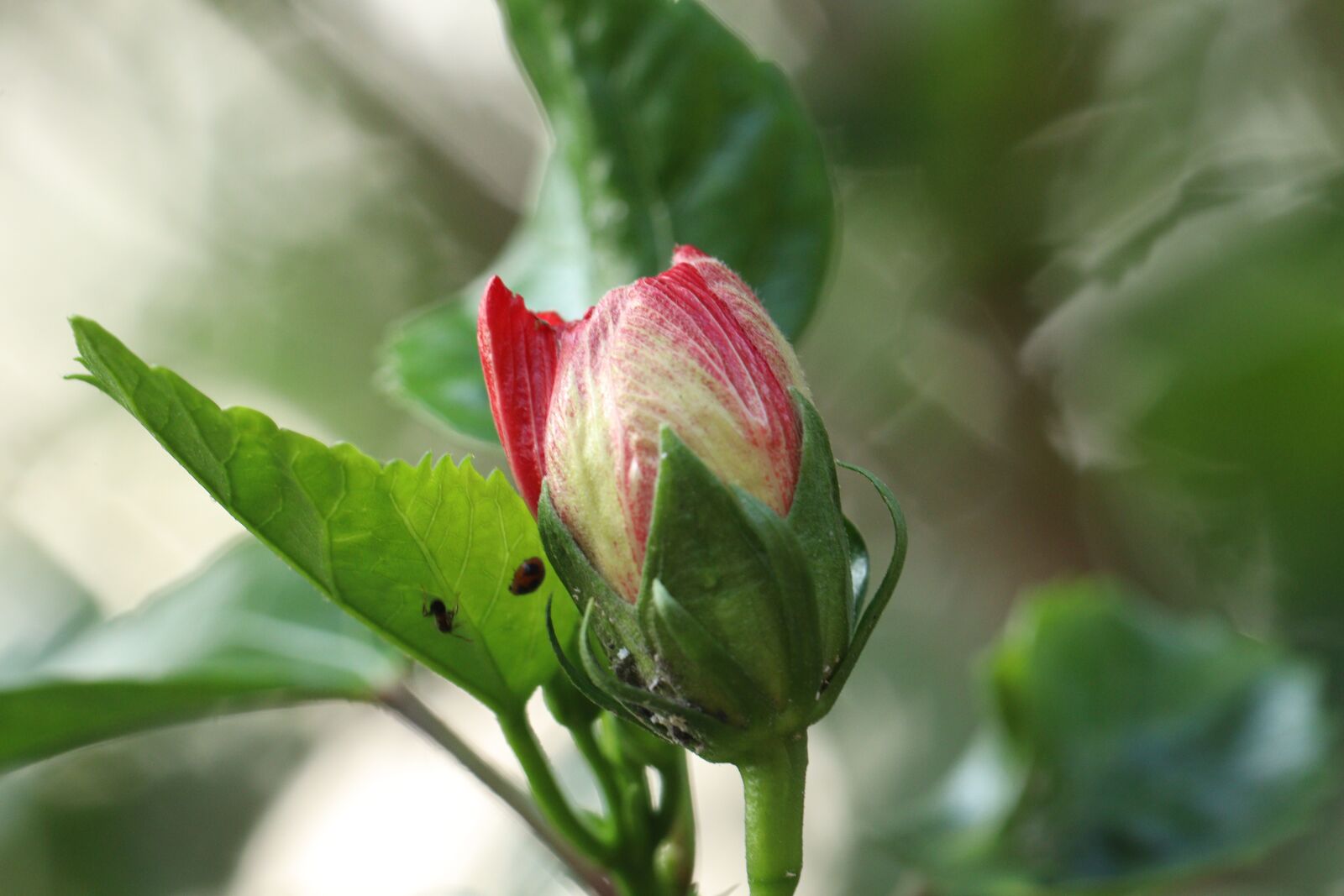 Canon EOS 250D (EOS Rebel SL3 / EOS Kiss X10 / EOS 200D II) sample photo. Kerala, nature, flower photography