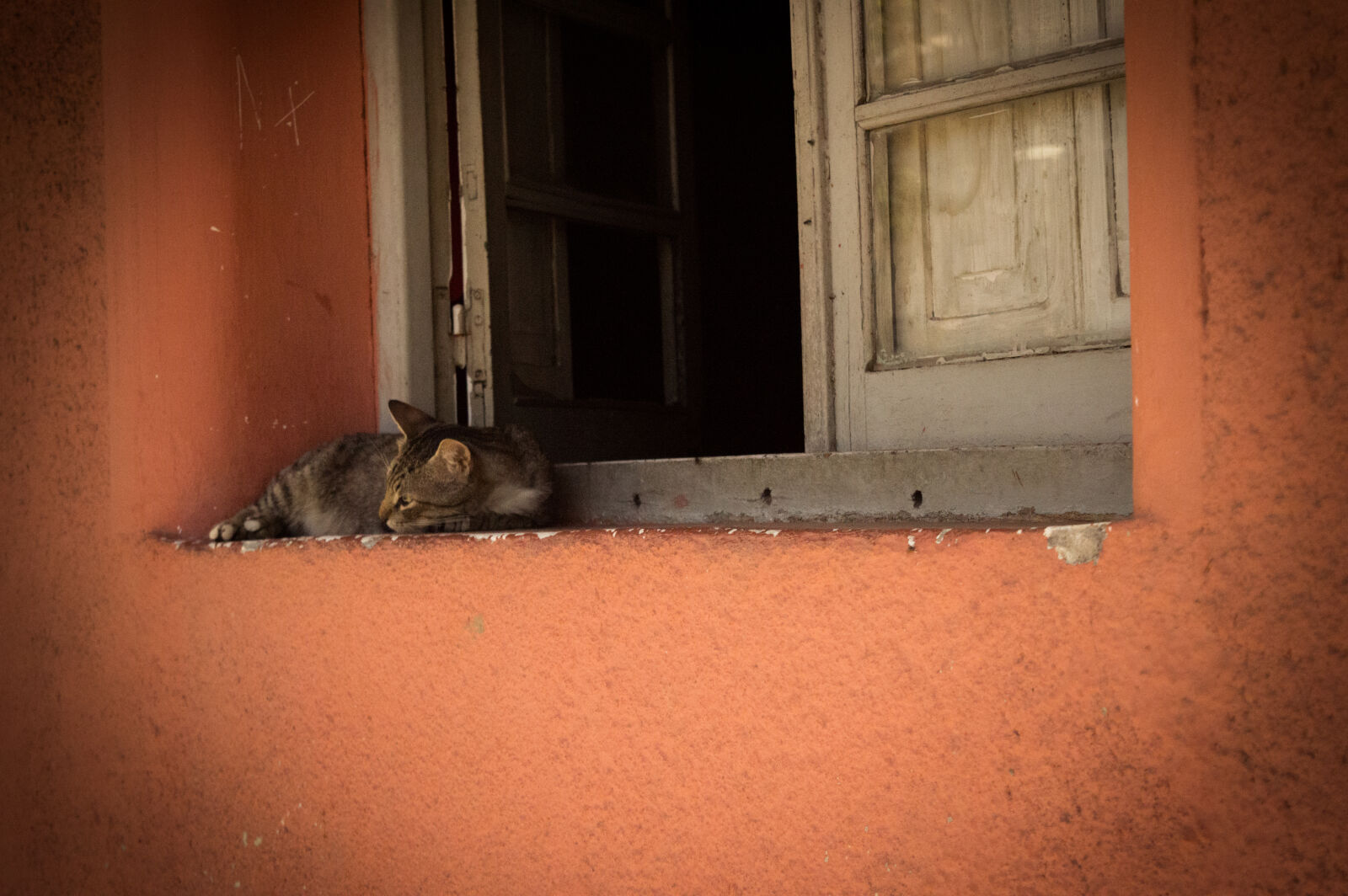 Nikon D3200 sample photo. Cat, gato, janela, window photography